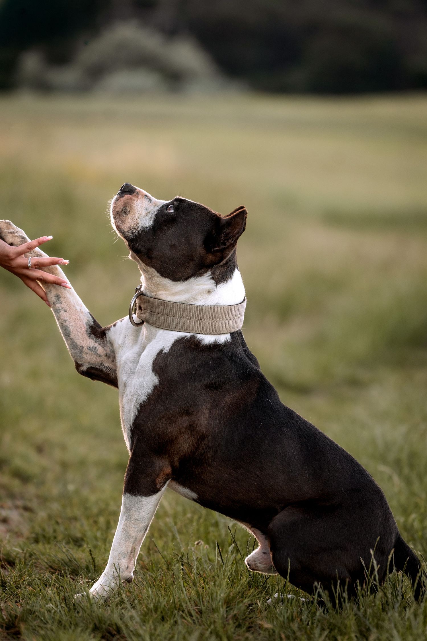 Black and white Boston Terrier wearing a collar gives paw to human hand in a grassy field.