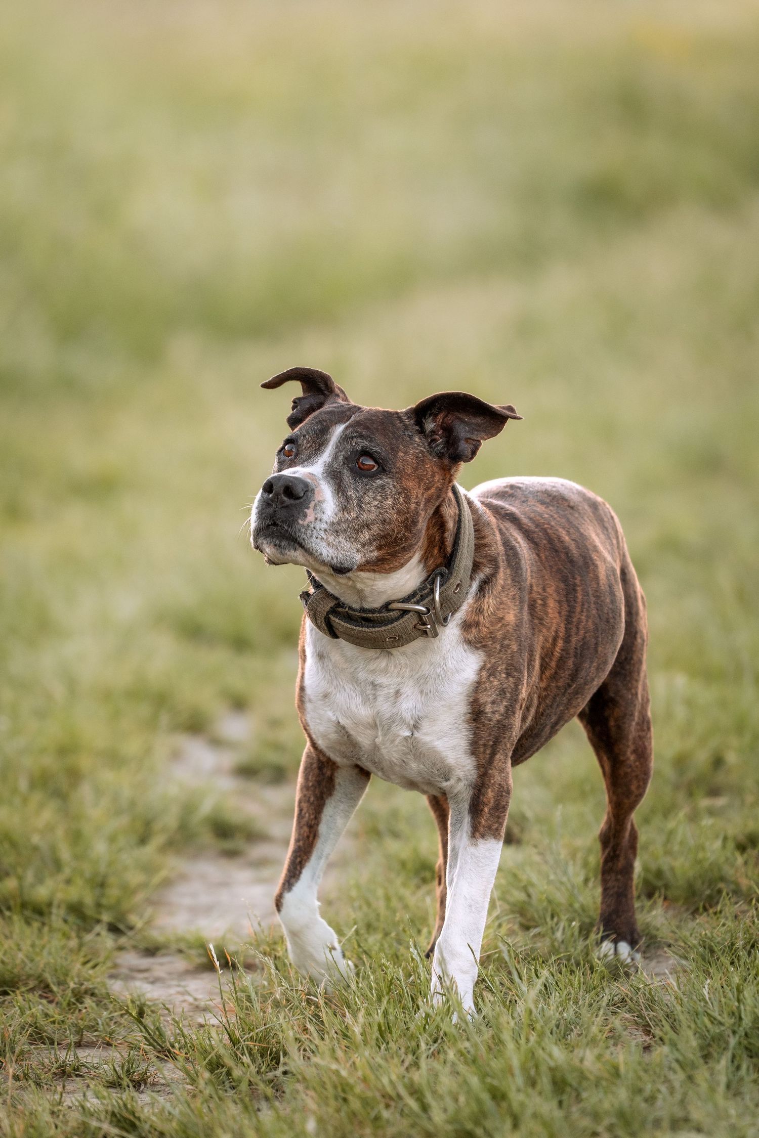 Brindle and white Staffordshire Bull Terrier standing alert on a grassy field path wearing a blue collar.