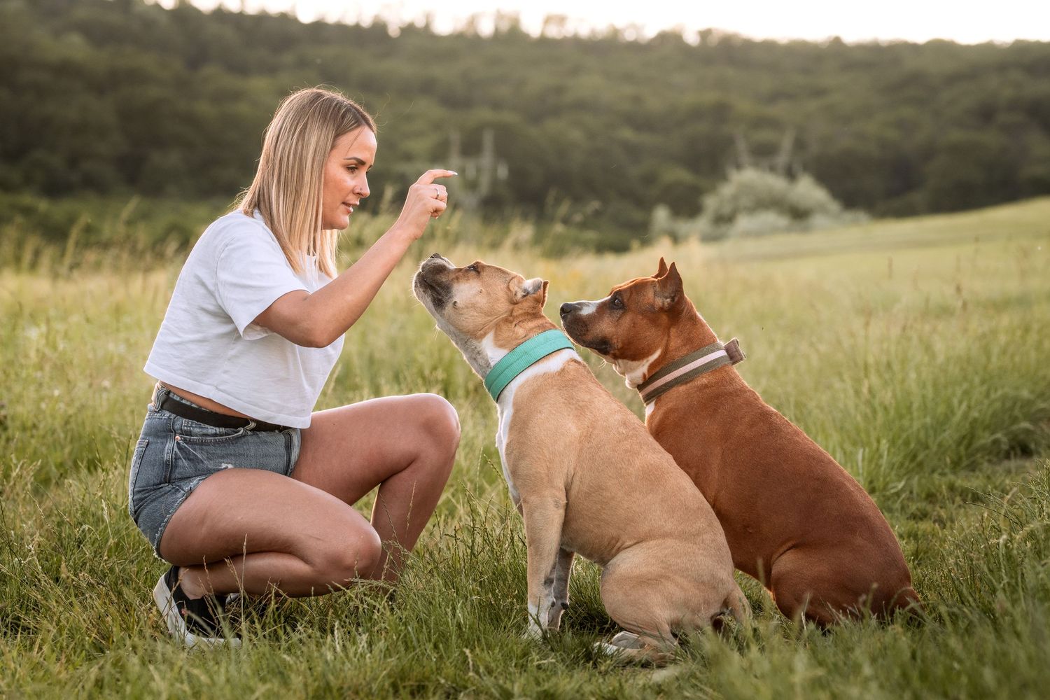 Young blonde woman training two brown Staffordshire Bull Terriers in a green field on a sunny day.