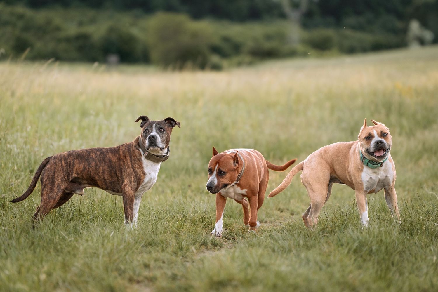 Three American Staffordshire Terrier dogs standing in a green grassy field, posing together outdoors.