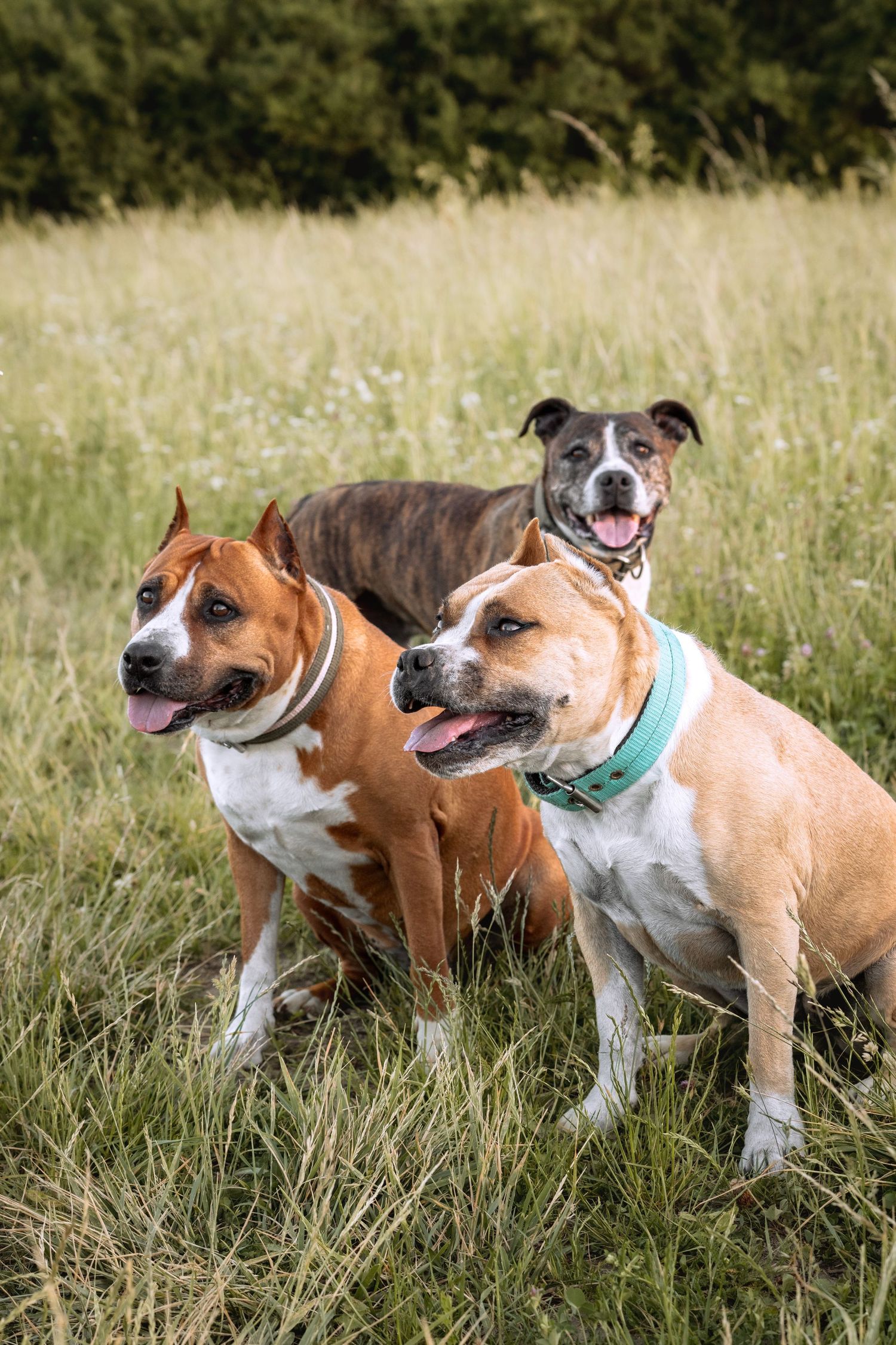 Three happy pit bull dogs sitting together in a grassy field, tongues out, one wearing a teal collar.