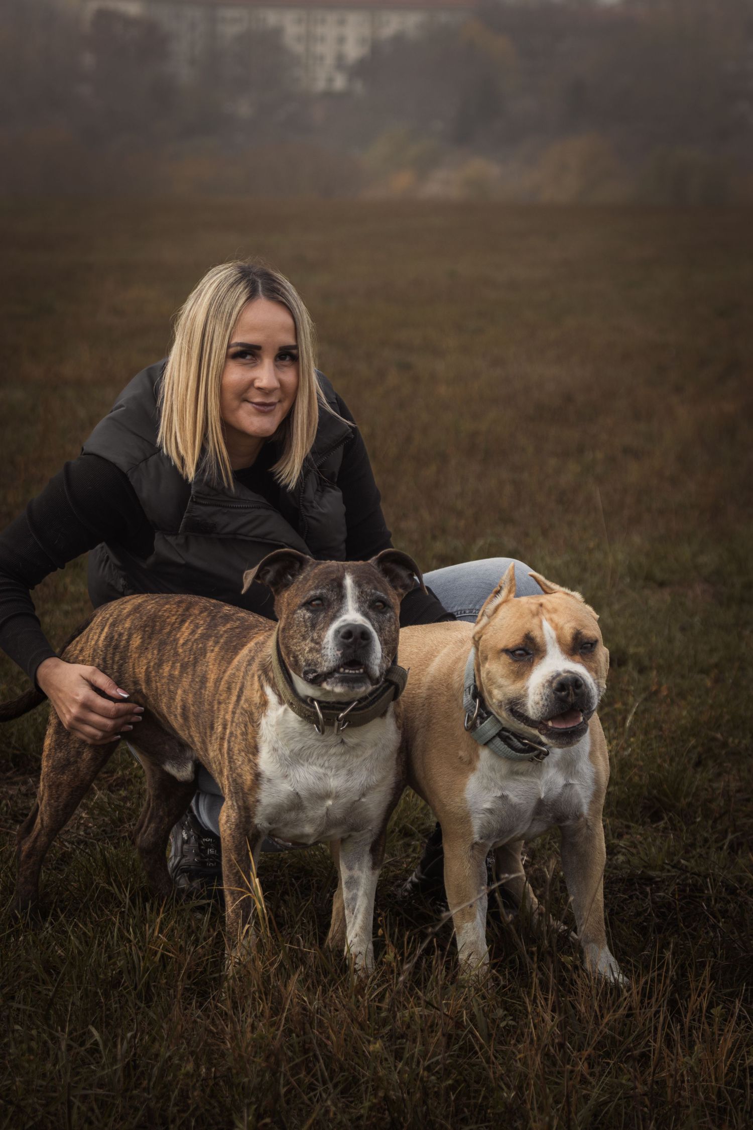 szőke nő térdel egy ködös mezőn két csíkos amerikai staffordshire terrierrel