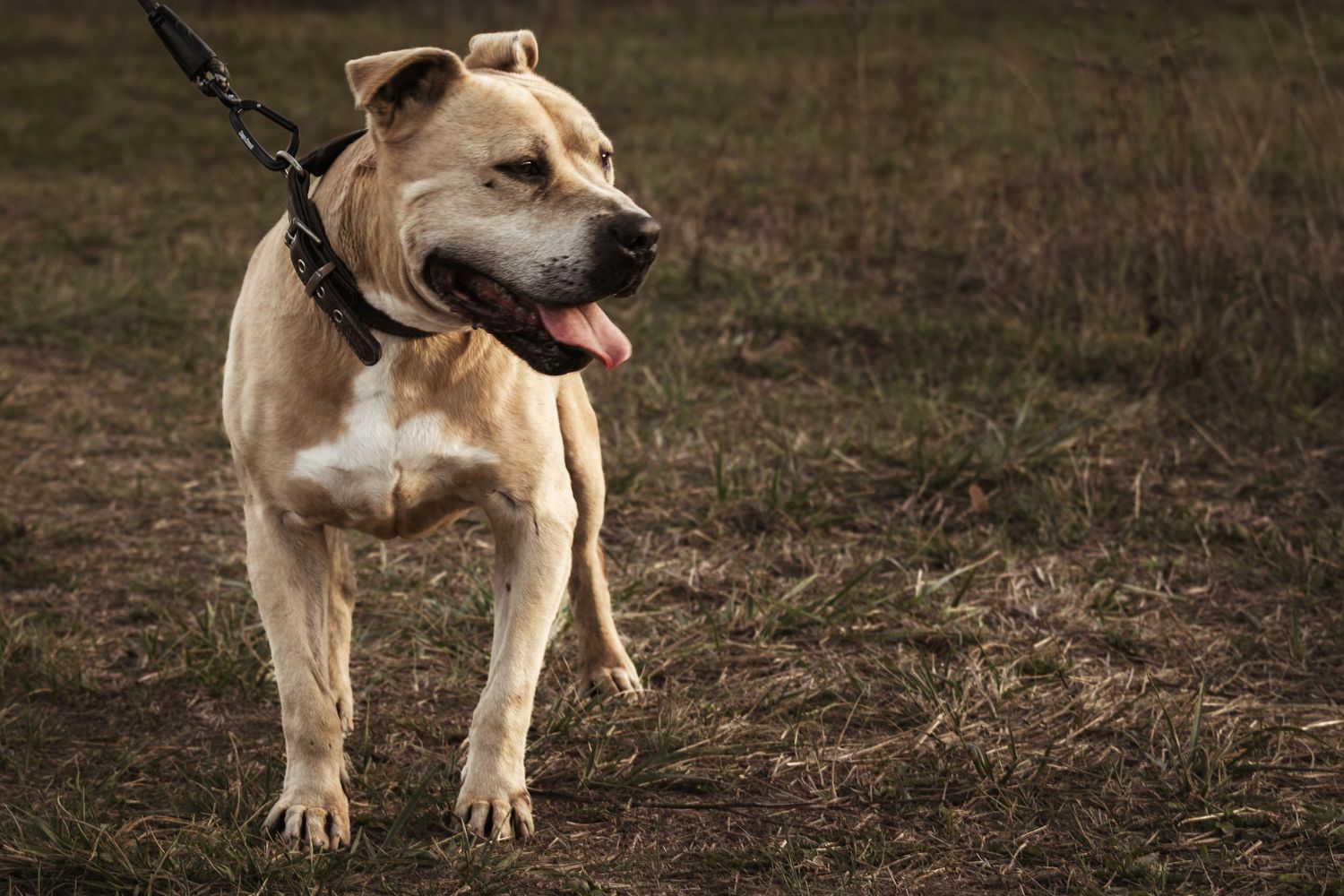 izmos, barna amerikai pitbull pórázon, nyelvét kidugva egy füves területen
közeli kép egy nőről virágmintás fűzőben, arany és gyöngy ékszere