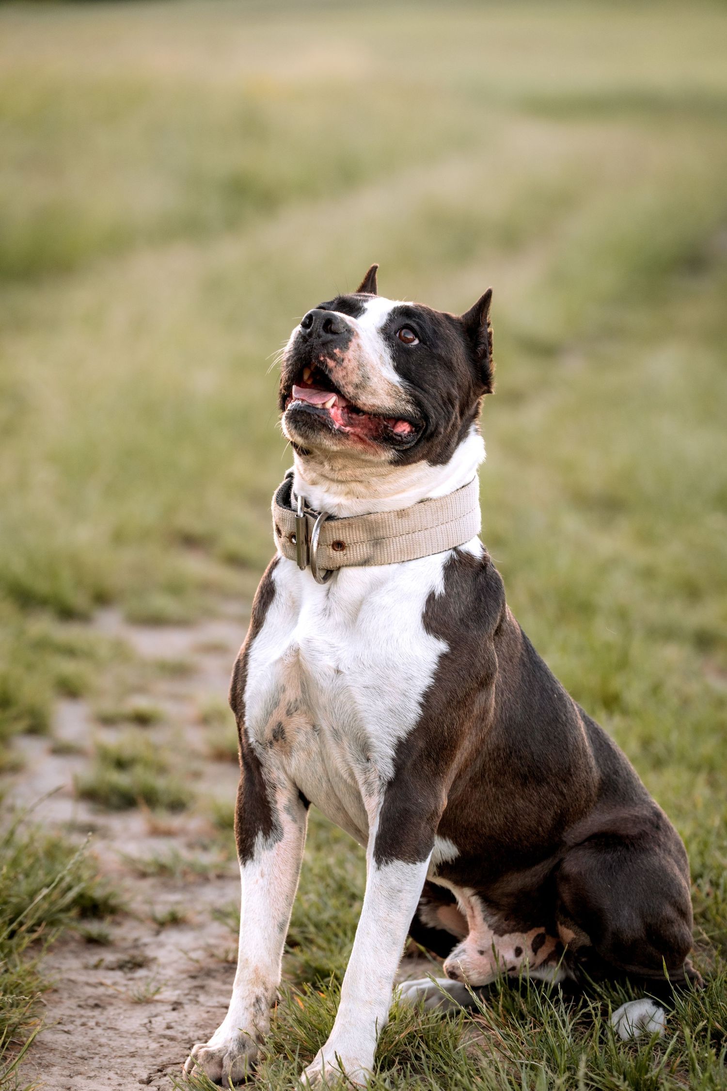 A brown and white American Staffordshire Terrier sits on a grassy field path, wearing a beige collar, looking up alert.