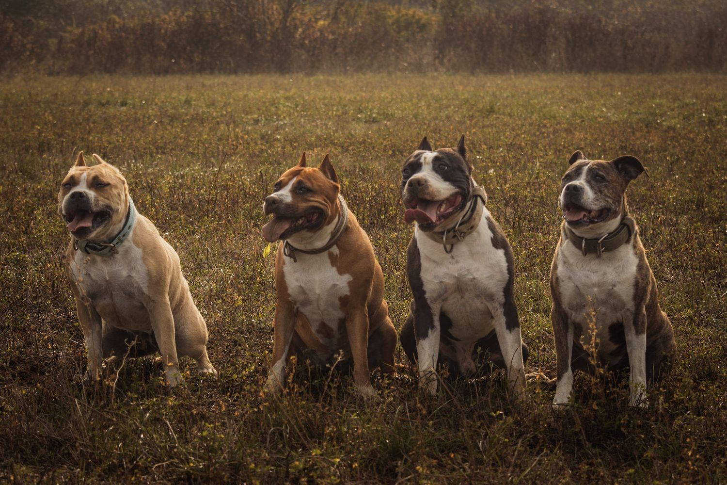 négy american bully kutya ül együtt egy ködös, őszi mezőn