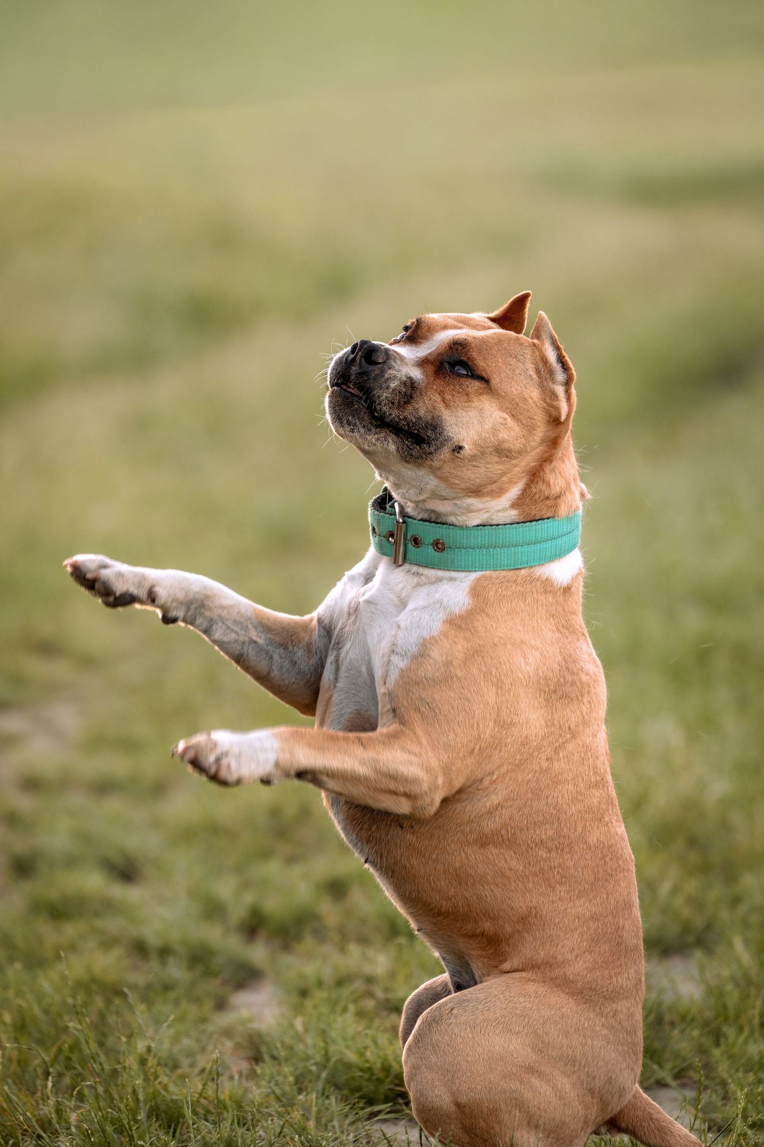 A brown and white Staffordshire Bull Terrier wearing a teal collar sits up on hind legs with paw raised outdoors.