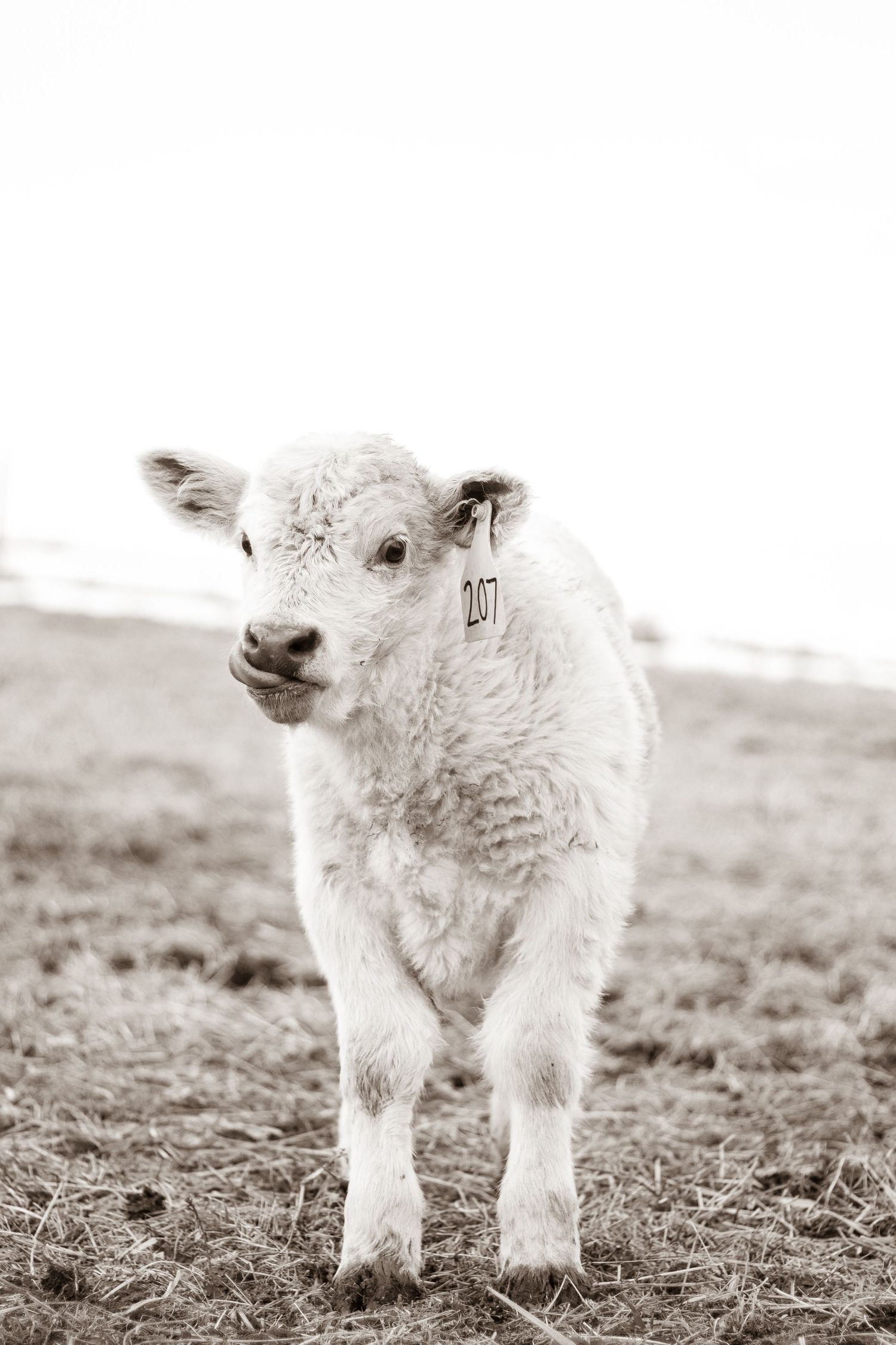 Adorable white fluffy calf with ear tag standing alone in a field.