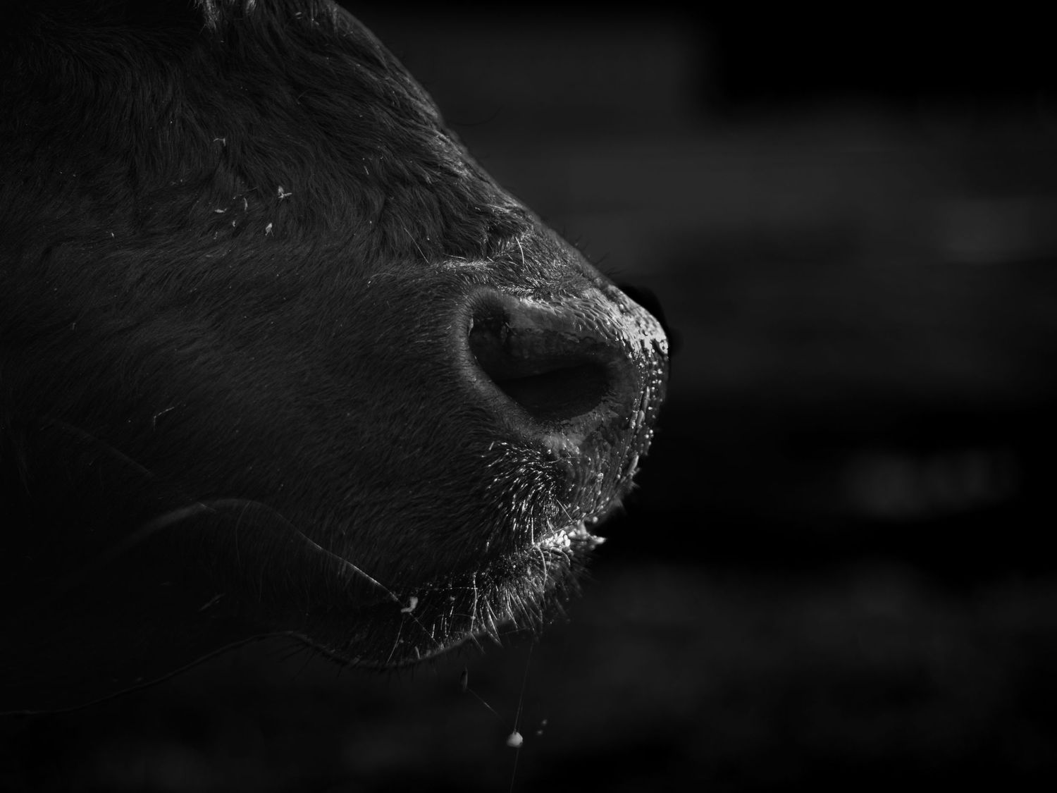 Close-up black and white photo of a cow's nose and muzzle with a water droplet.
