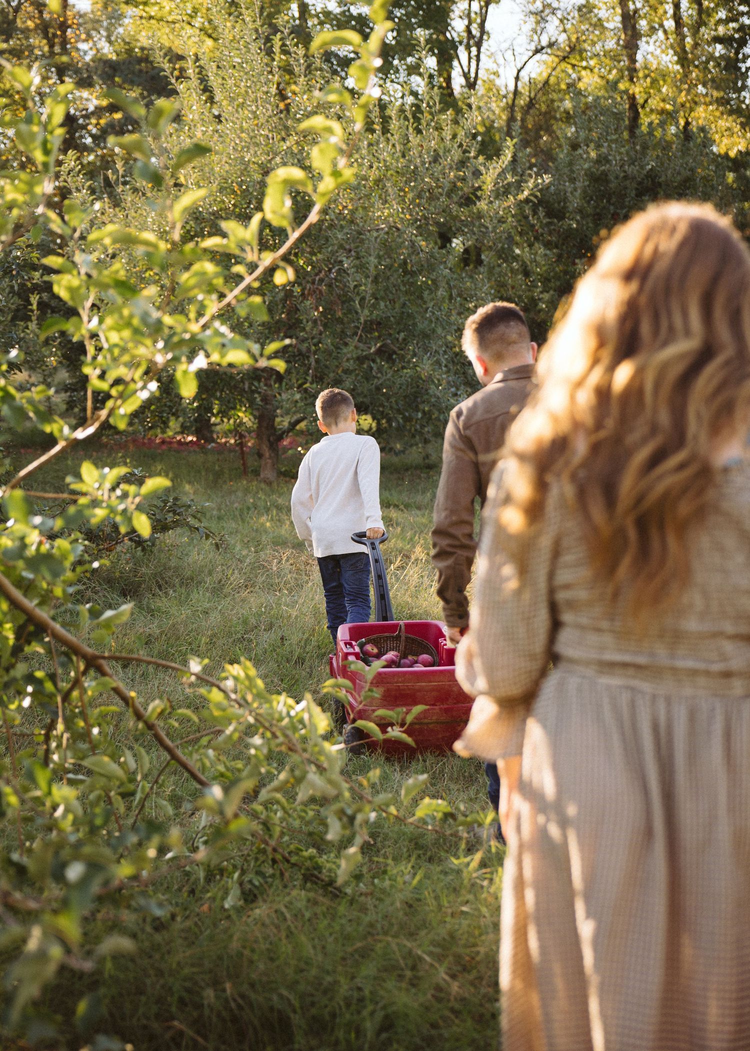Family walking through an apple orchard at golden hour as a boy pulls a red wagon along a grassy path between trees.