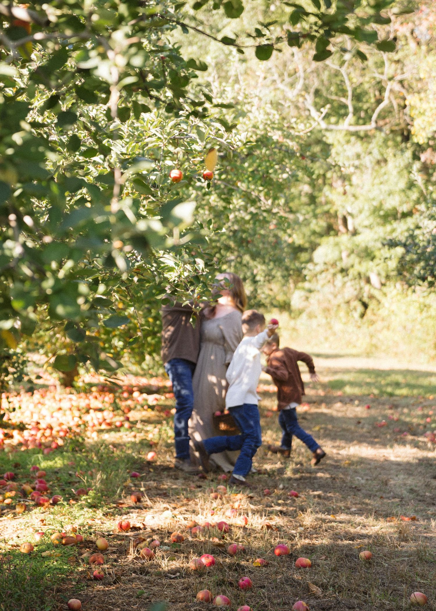 Family walking and playing among fallen red apples in a sunlit orchard while picking apples together on a beautiful autumn day.