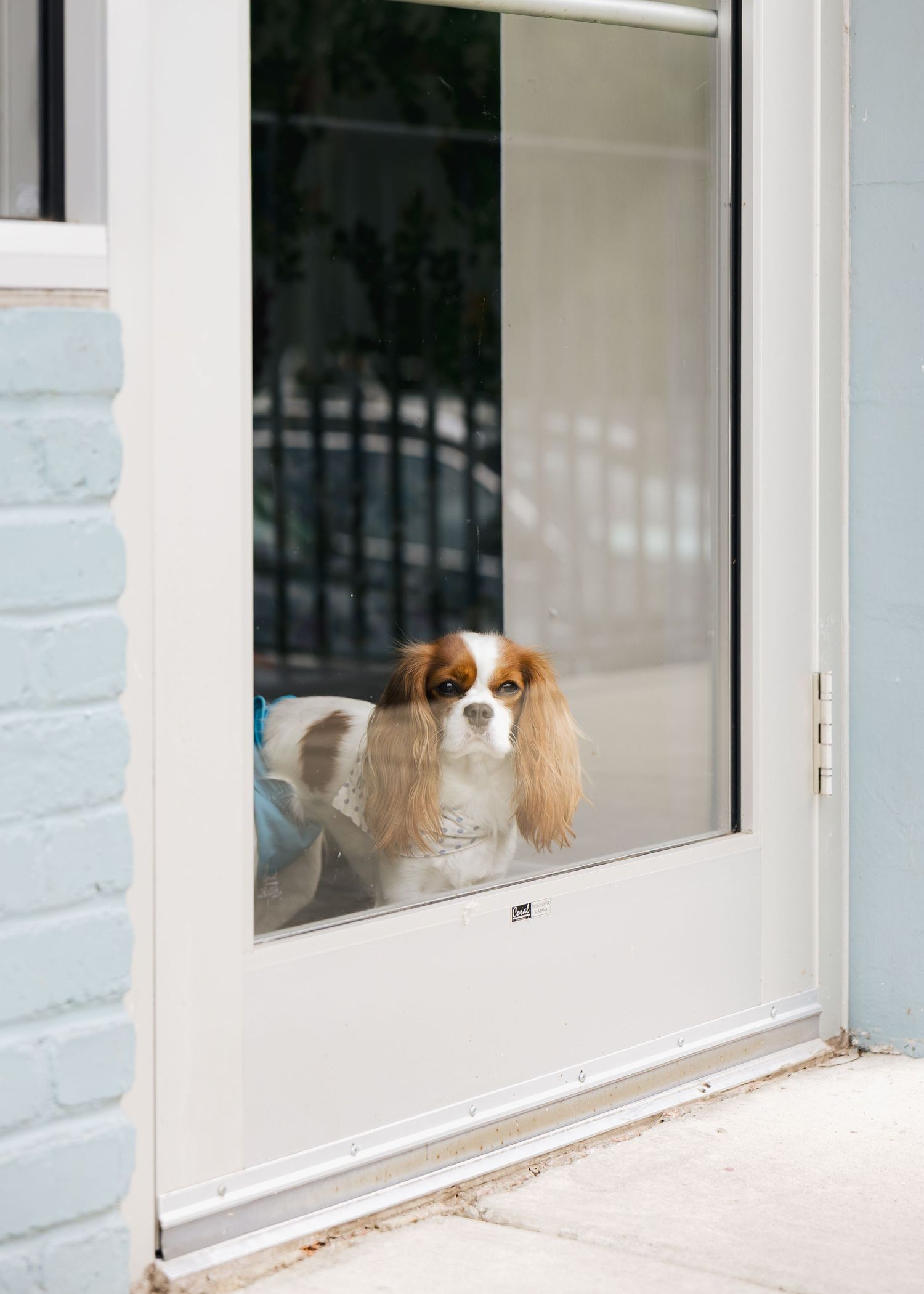 Adorable Cavalier King Charles Spaniel dog peering through a glass door of a light blue building.