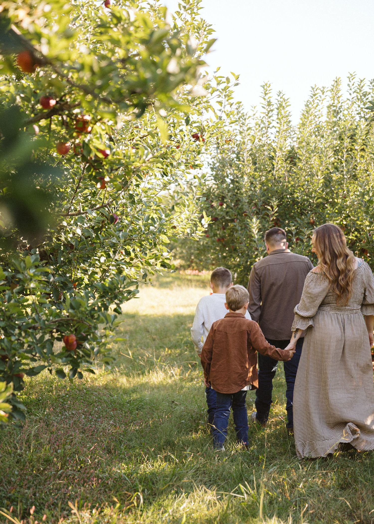 Family of four holding hands and walking away through a sunlit apple orchard with ripe red apples hanging from the trees.
