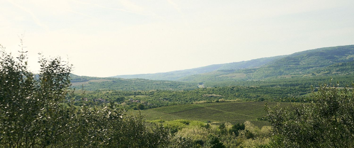 Panoramic view of a lush green valley with rolling hills, vineyards, and farmland under a hazy sky.