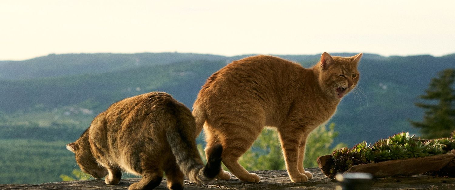 Two orange tabby cats standing on a stone wall with green valley landscape in the background at sunset.