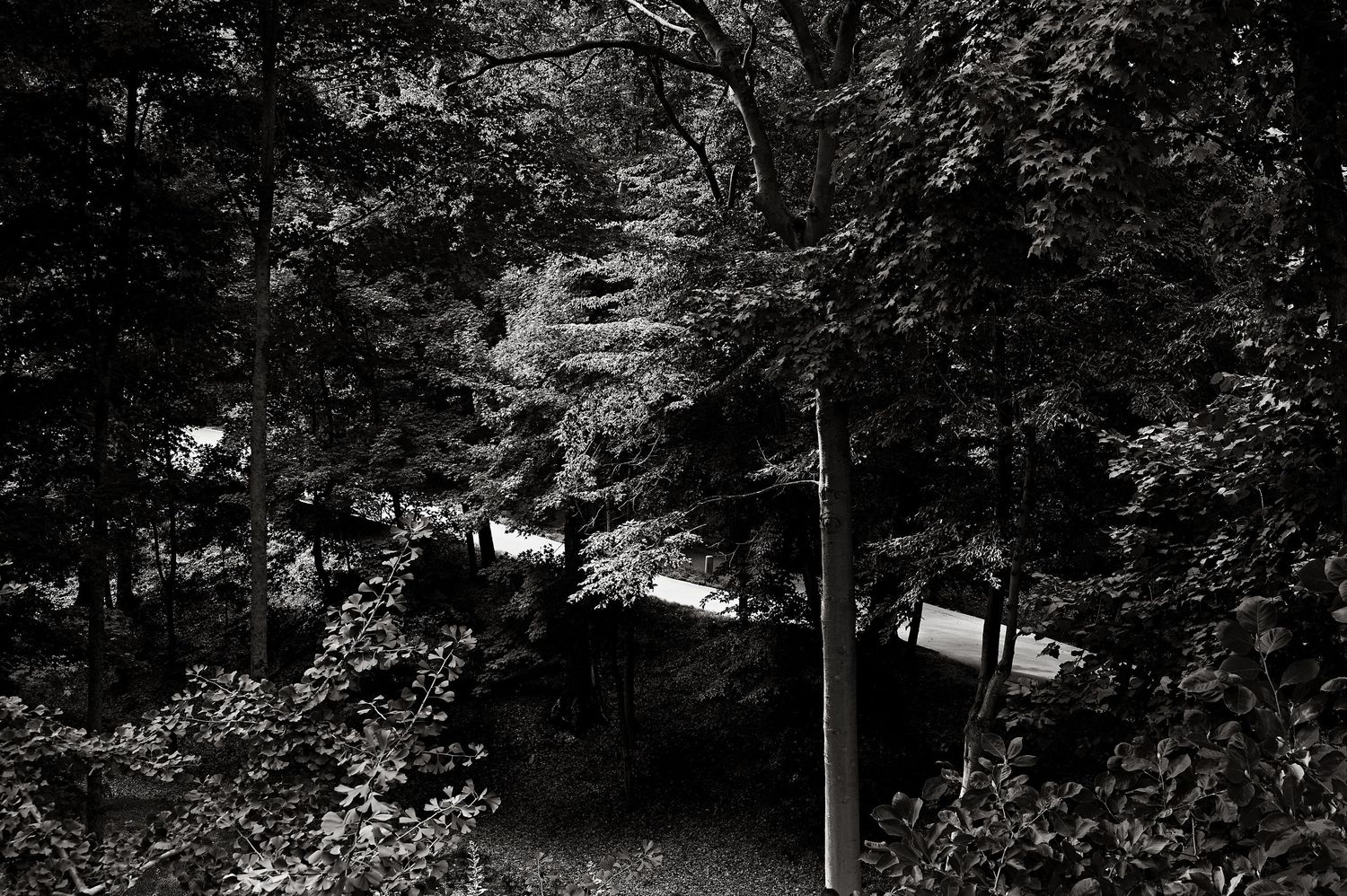 Black and white forest path leading through dense trees with dappled light filtering through leaves.