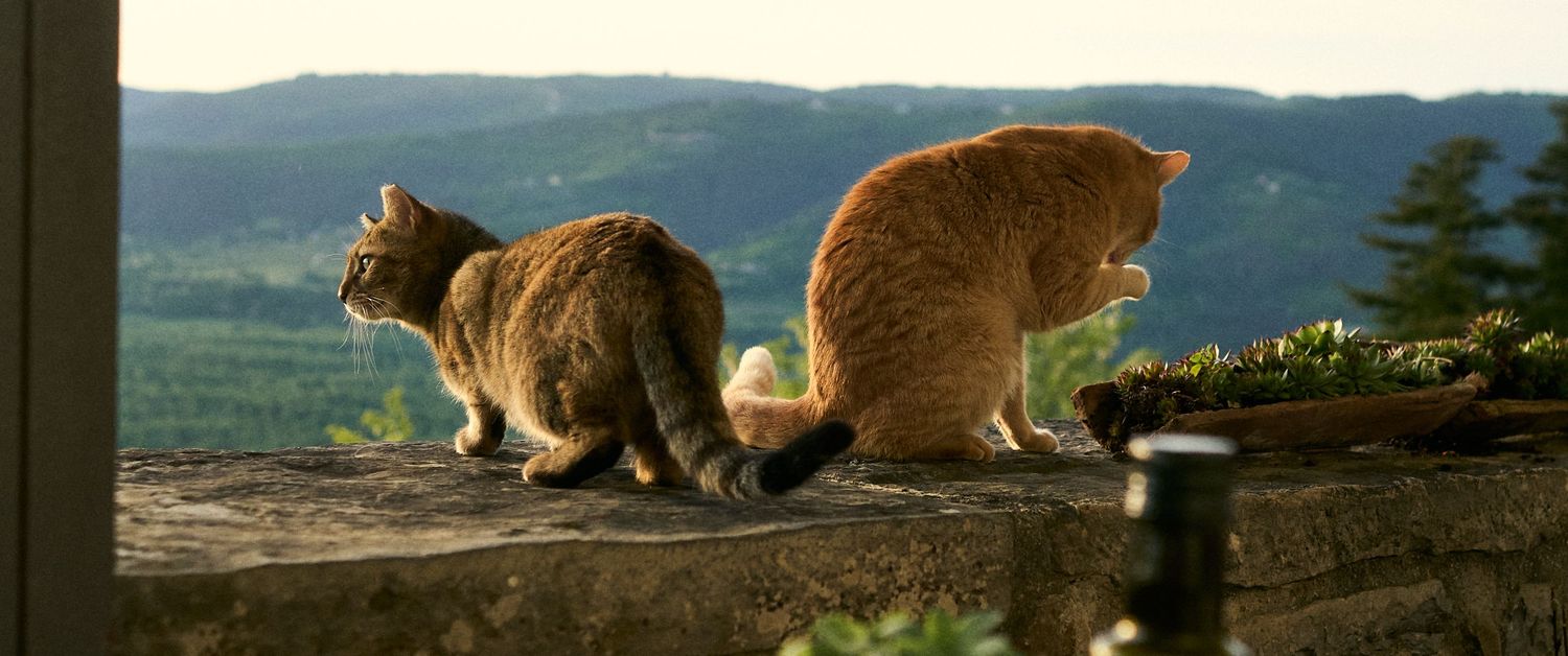 Two cats, one tabby and one orange, sitting on a stone wall overlooking a lush green mountain valley.