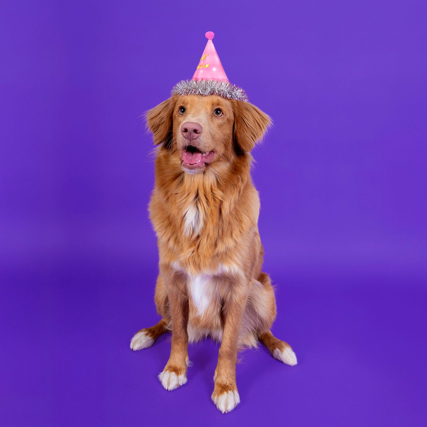 Dog wearing party hat during fun birthday dog photography session