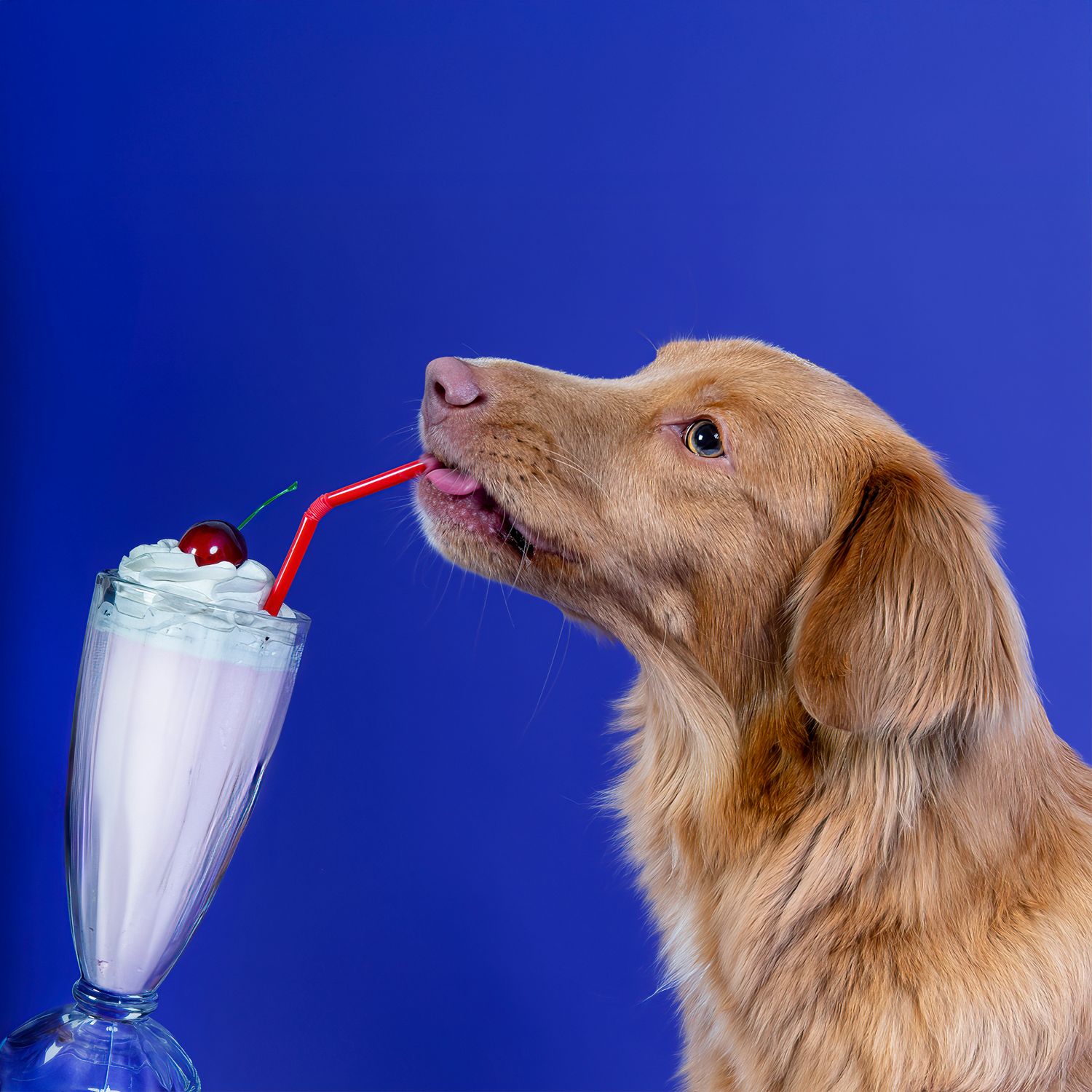 Toller licking milkshake during playful studio pet photography session