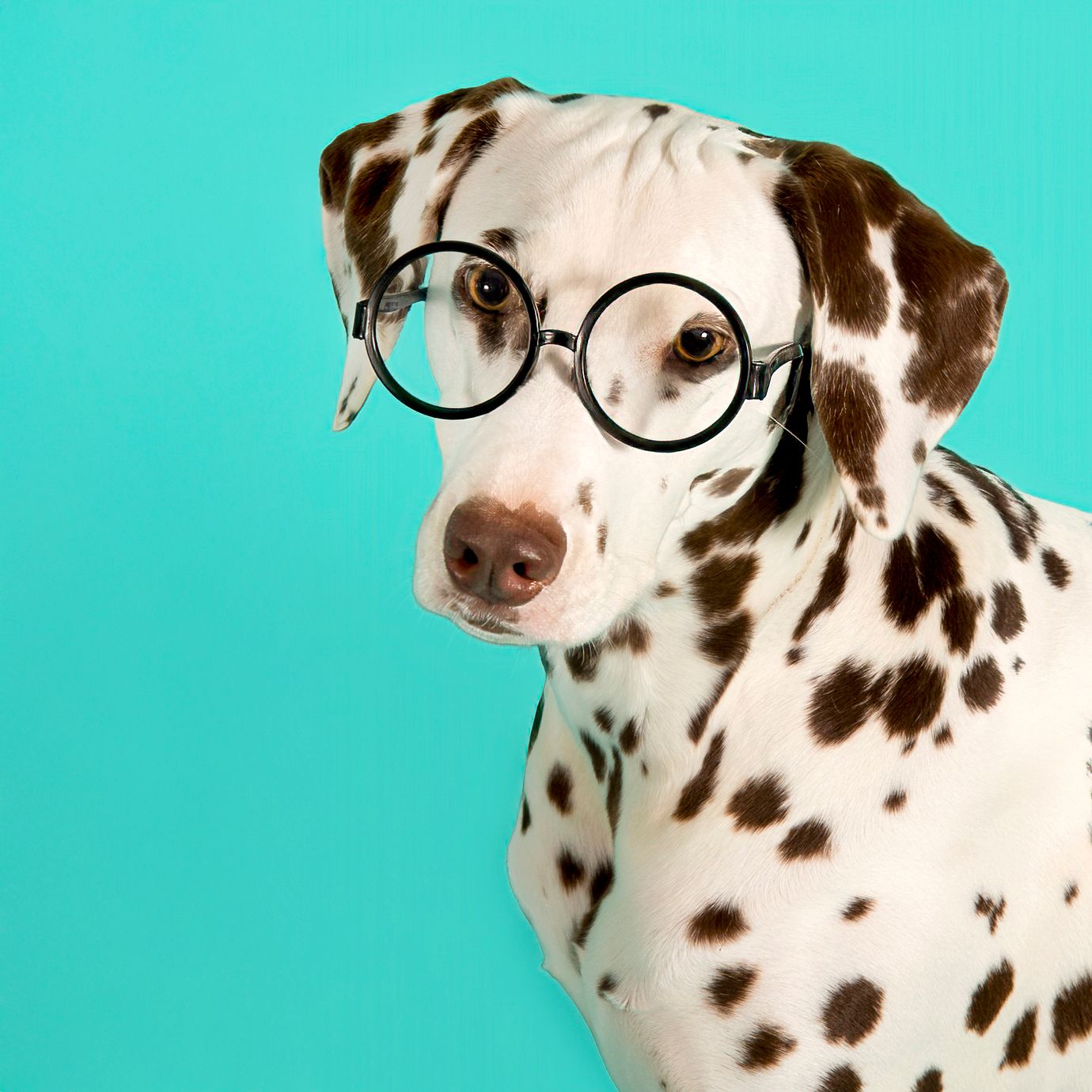 Dalmatian wearing glasses during bright personality-driven dog photography session