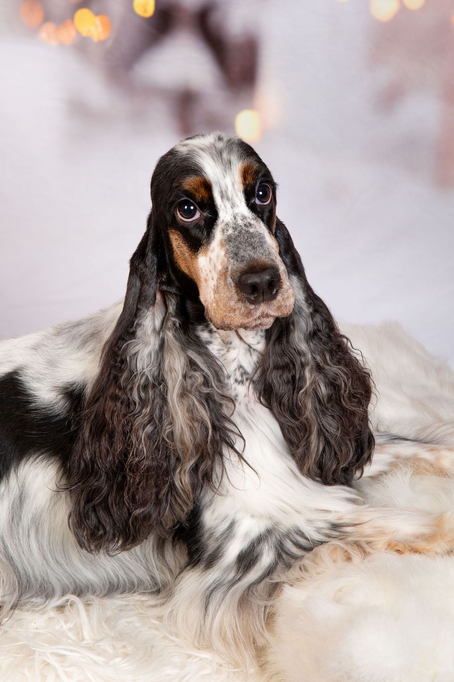 Relaxed black and white spaniel during studio pet photography session in Escondido