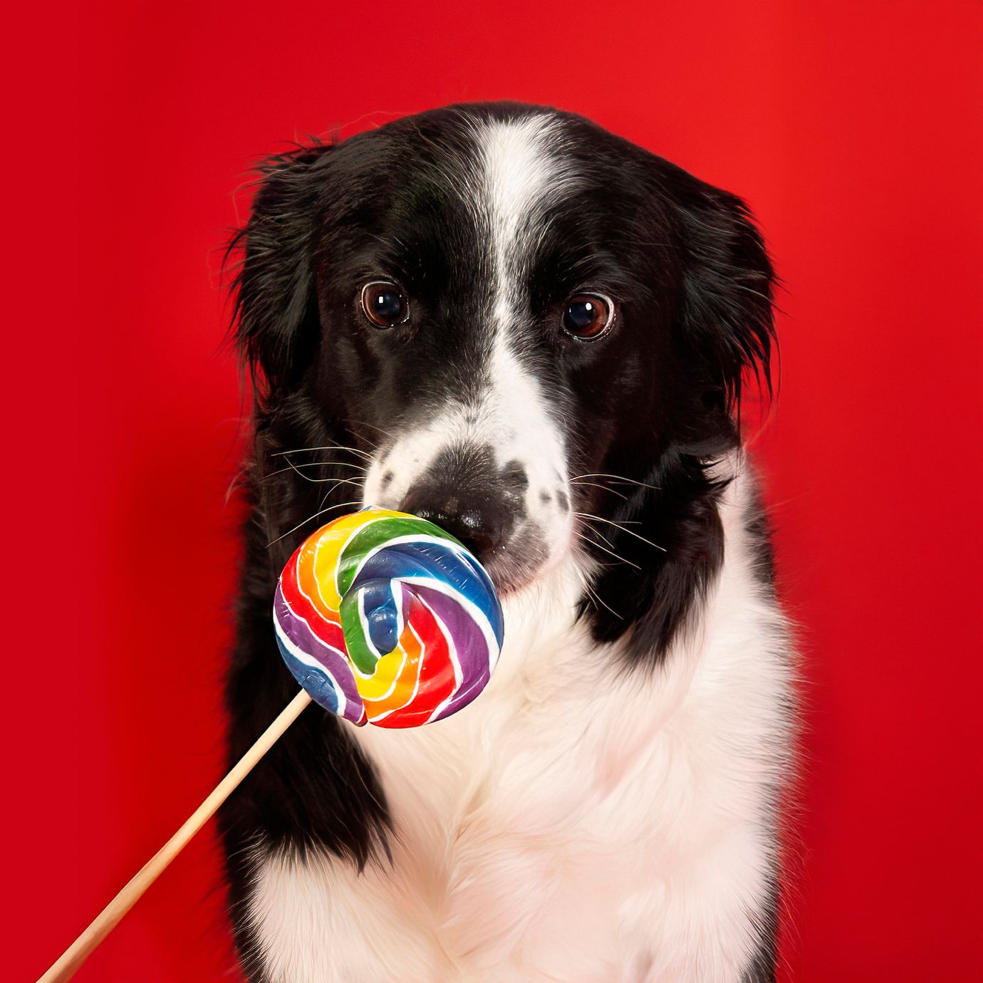 Black and white dog holding rainbow lollipop during colorful studio dog portrait session