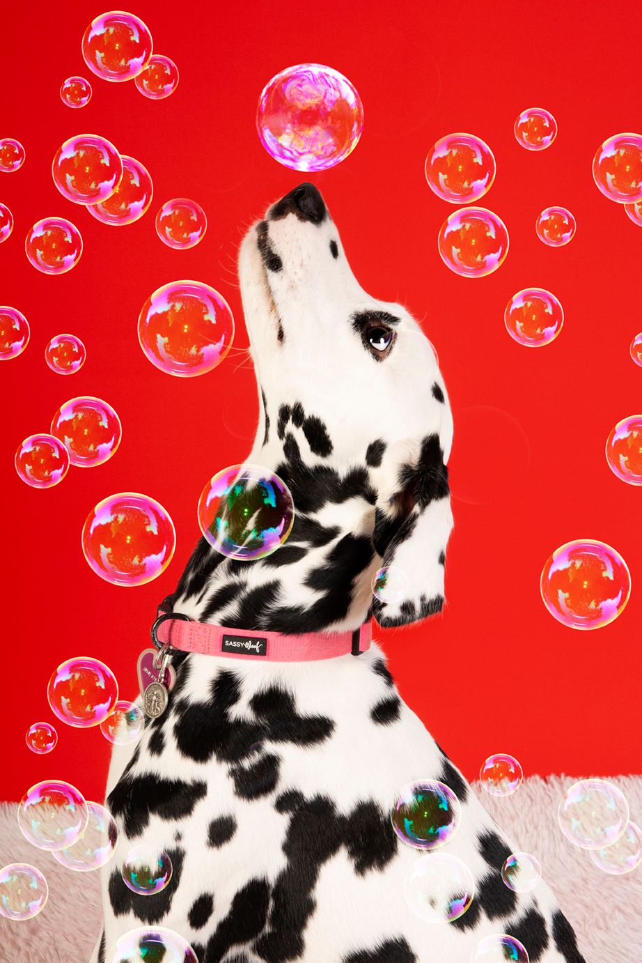 Dalmatian surrounded by bubbles during colorful dog portrait session in San Diego