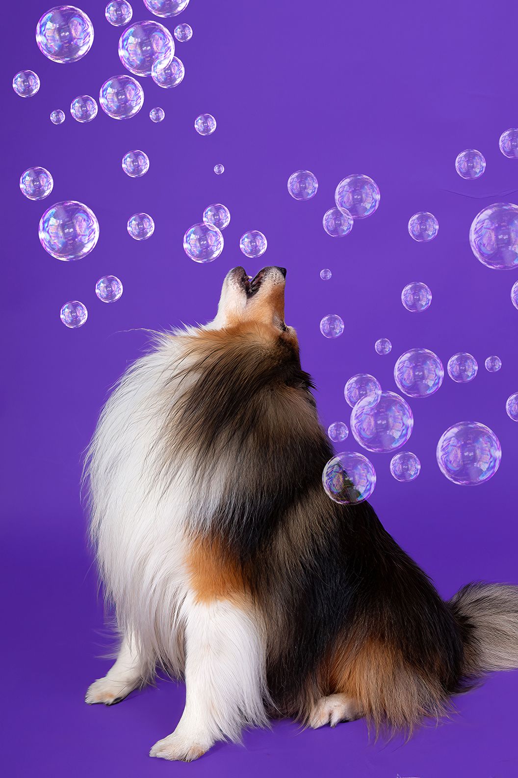 Fluffy dog playing with bubbles during colorful studio dog photography session in San Diego