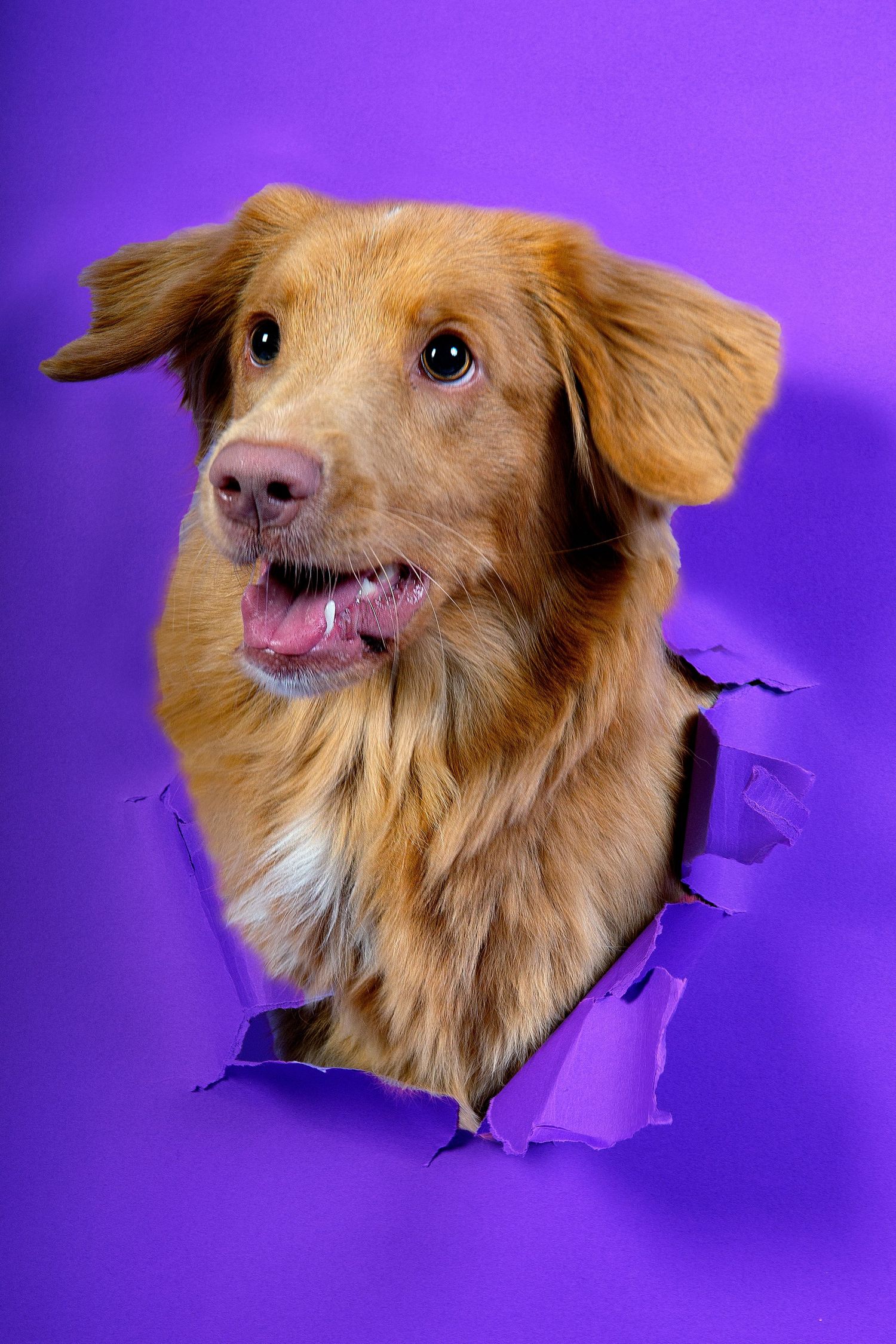 Happy dog during playful studio dog photography session in North County San Diego