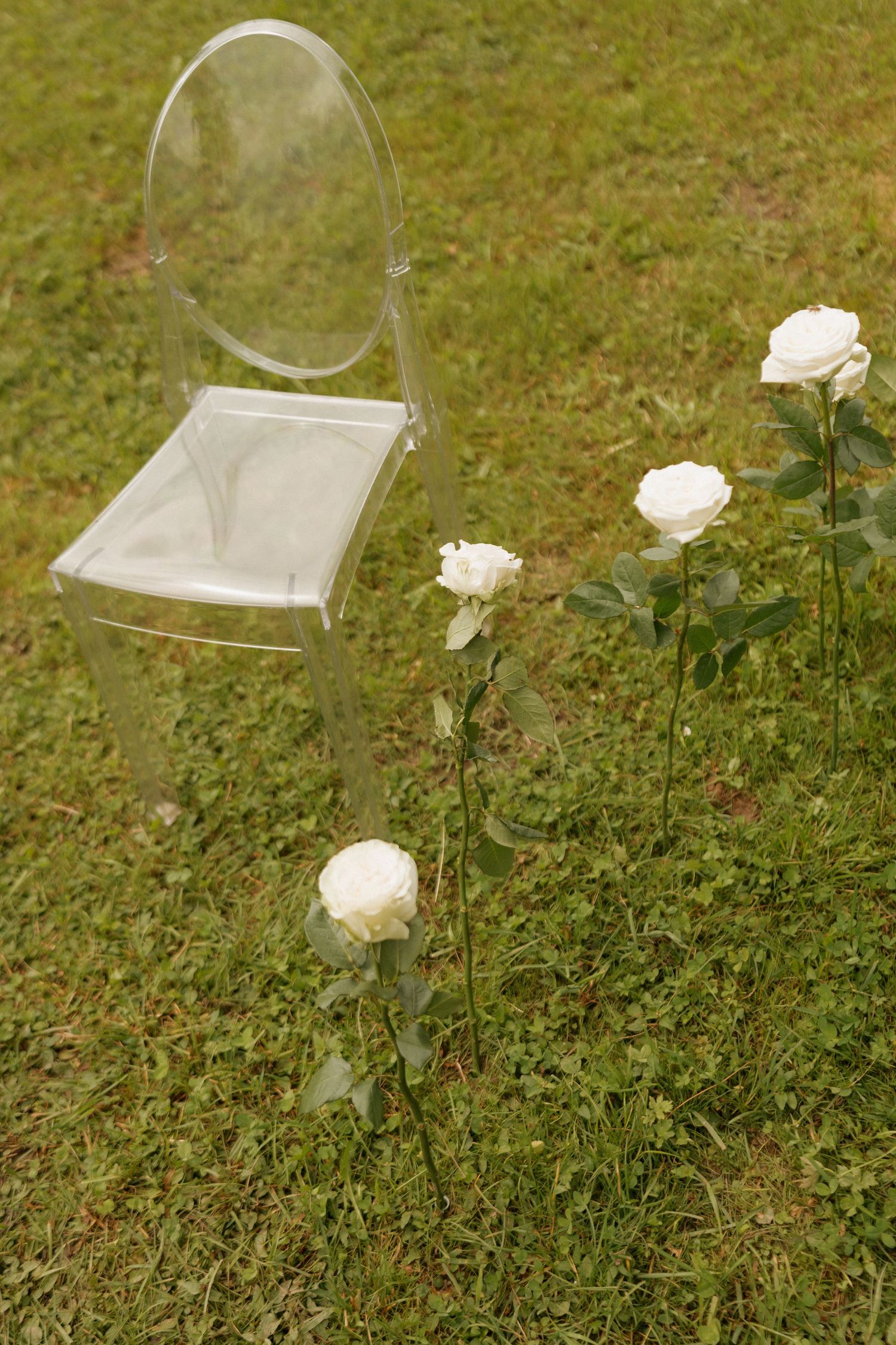 A transparent ghost chair sits beside white roses planted in green grass at an outdoor wedding venue.