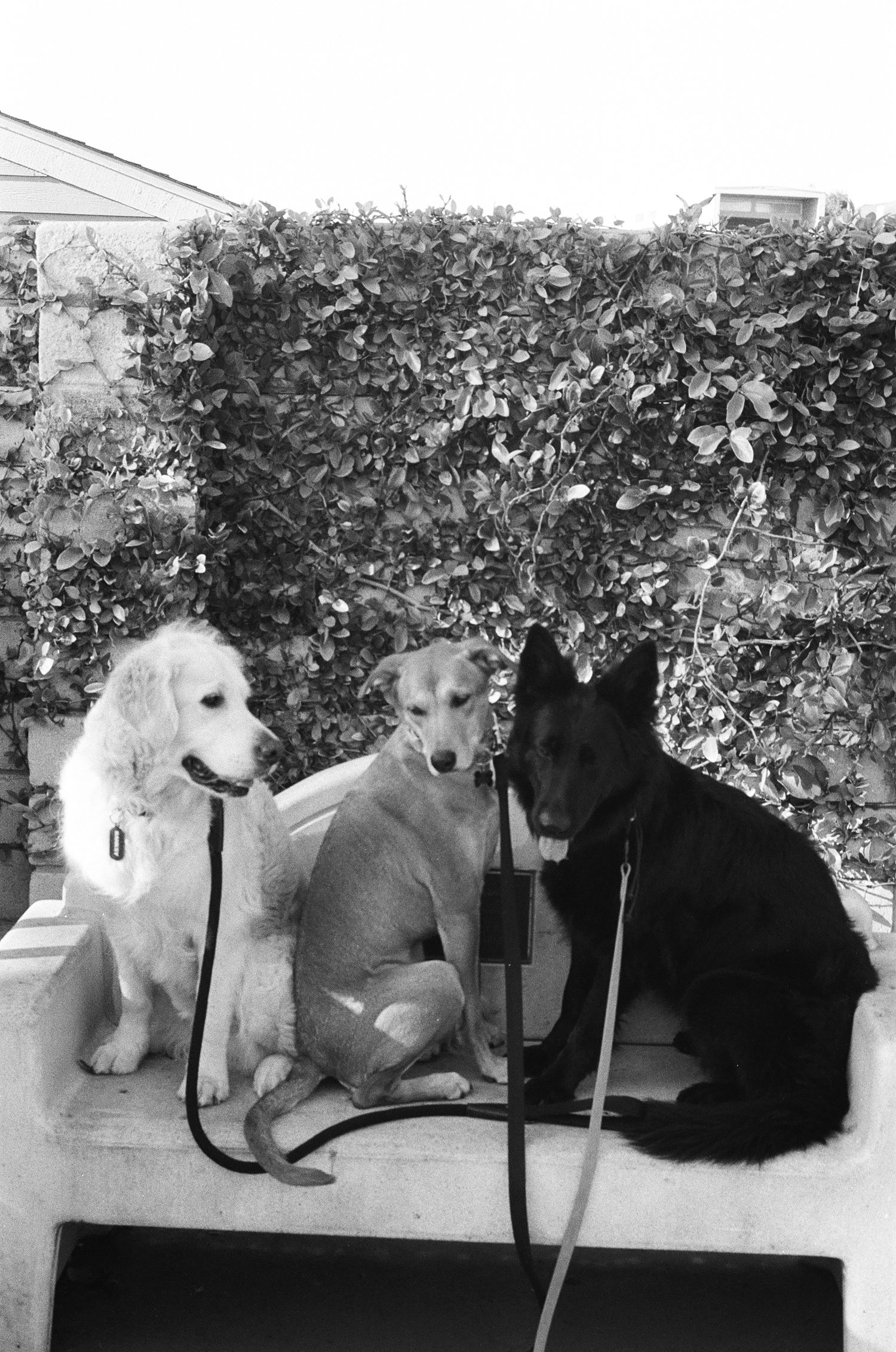 Three dogs on leashes sitting together outdoors near a hedge, including a golden retriever, mixed breed, and black German shepherd.