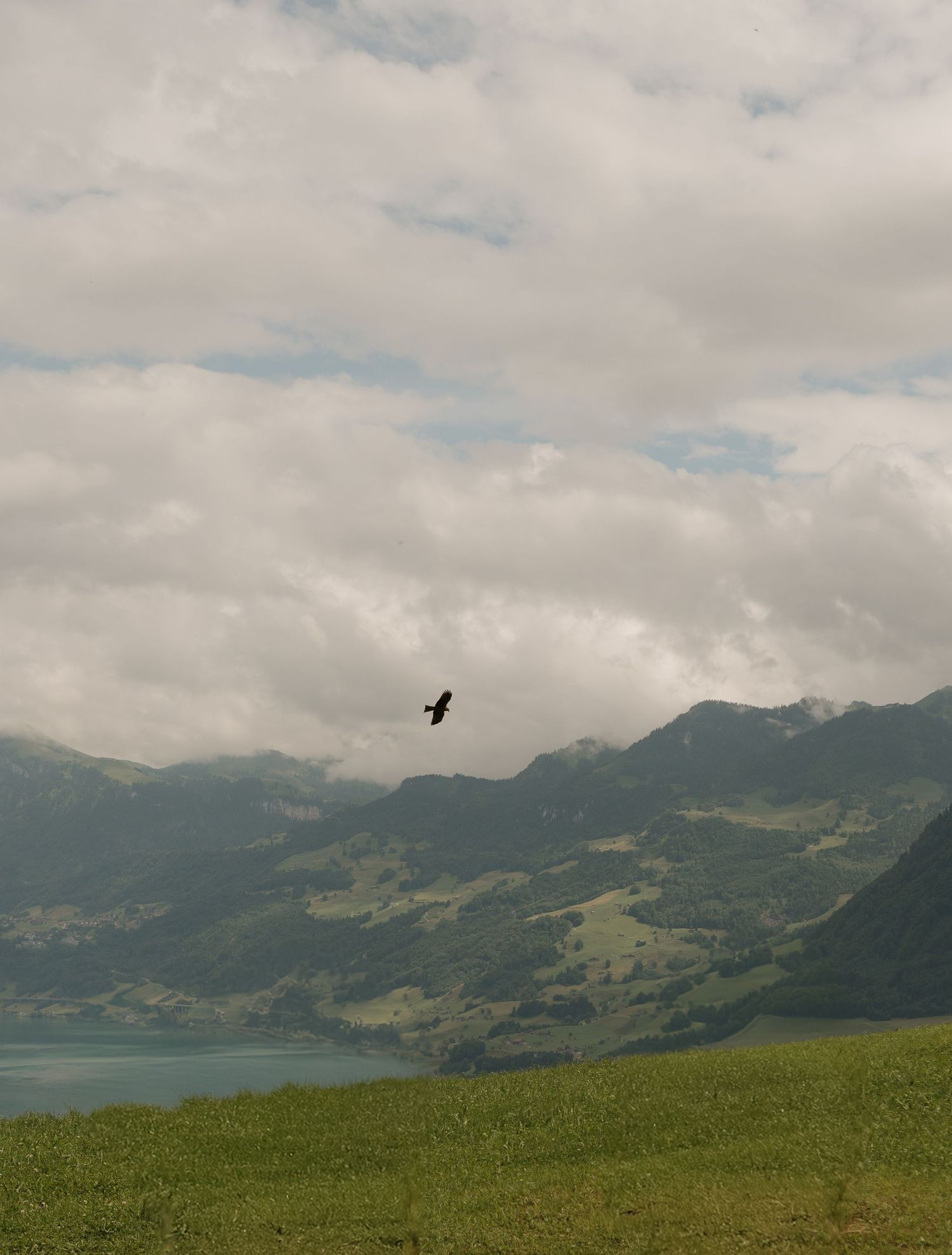 A black bird soars over a scenic Alpine landscape with a lake and green mountains under cloudy skies.