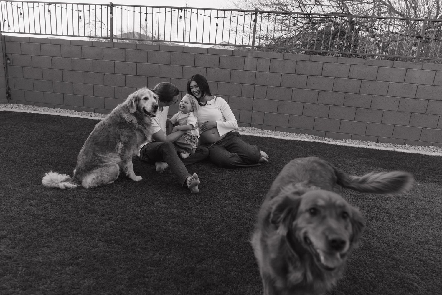 Woman and Man sit on grass with golden retrievers in a black and white outdoor photo.