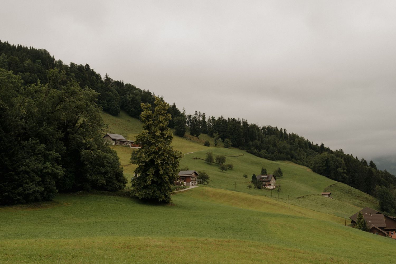Misty green Alpine hillside with traditional wooden chalets nestled among trees on overcast day.