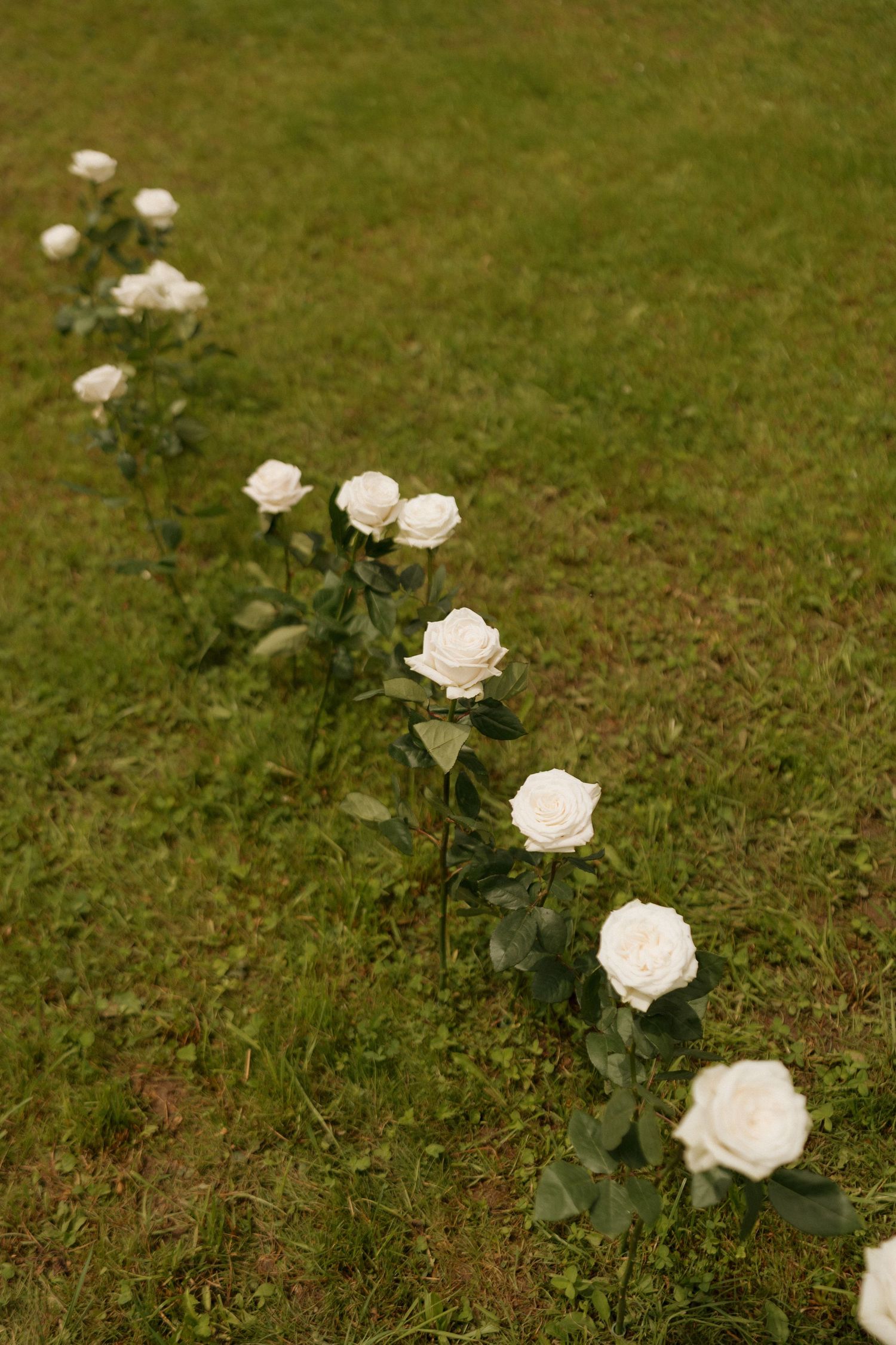A row of white roses planted in lush green grass marking the aisle of an outdoor wedding ceremony.