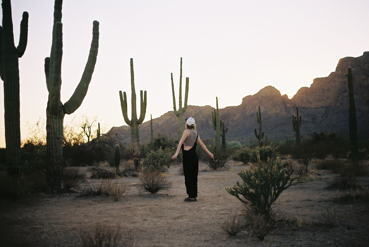 Person standing among tall saguaro cacti in a desert landscape at sunset with mountains in the background.