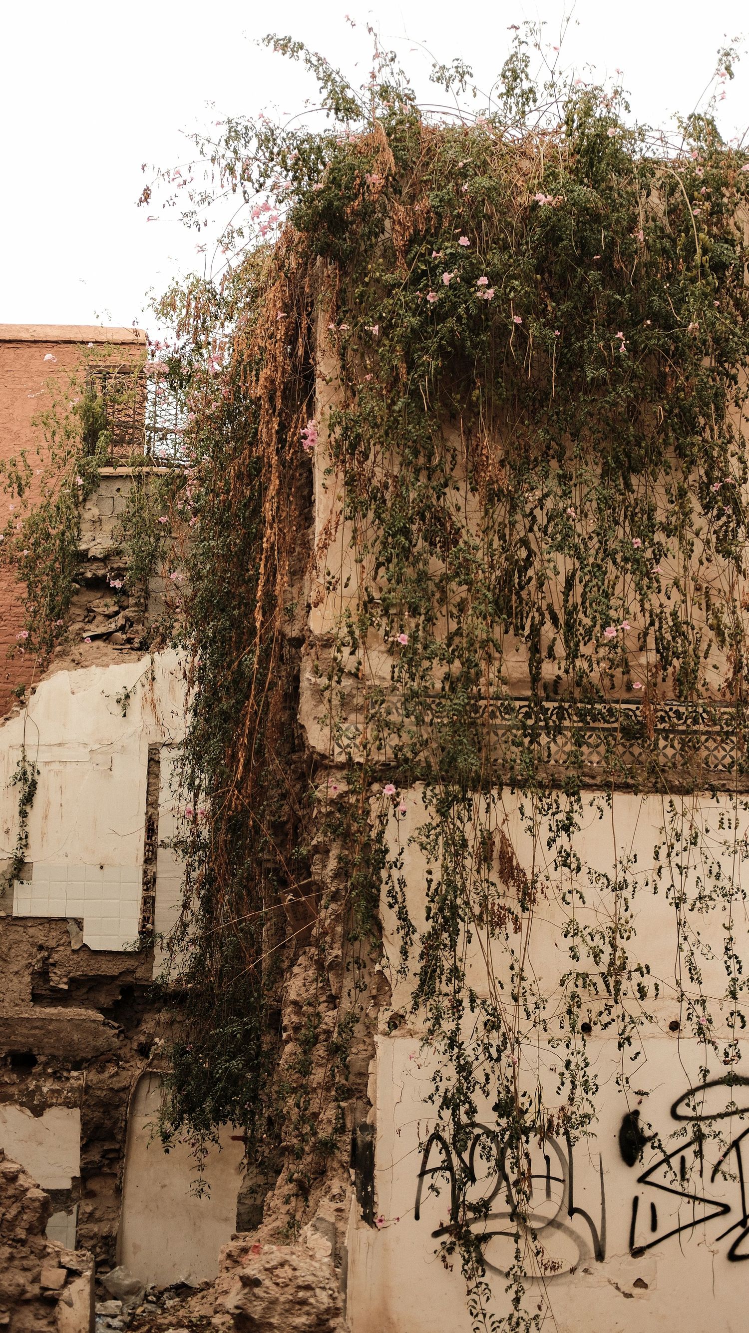 Abandoned building with crumbling walls covered in graffiti and overgrown vines with pink flowers cascading down the facade.