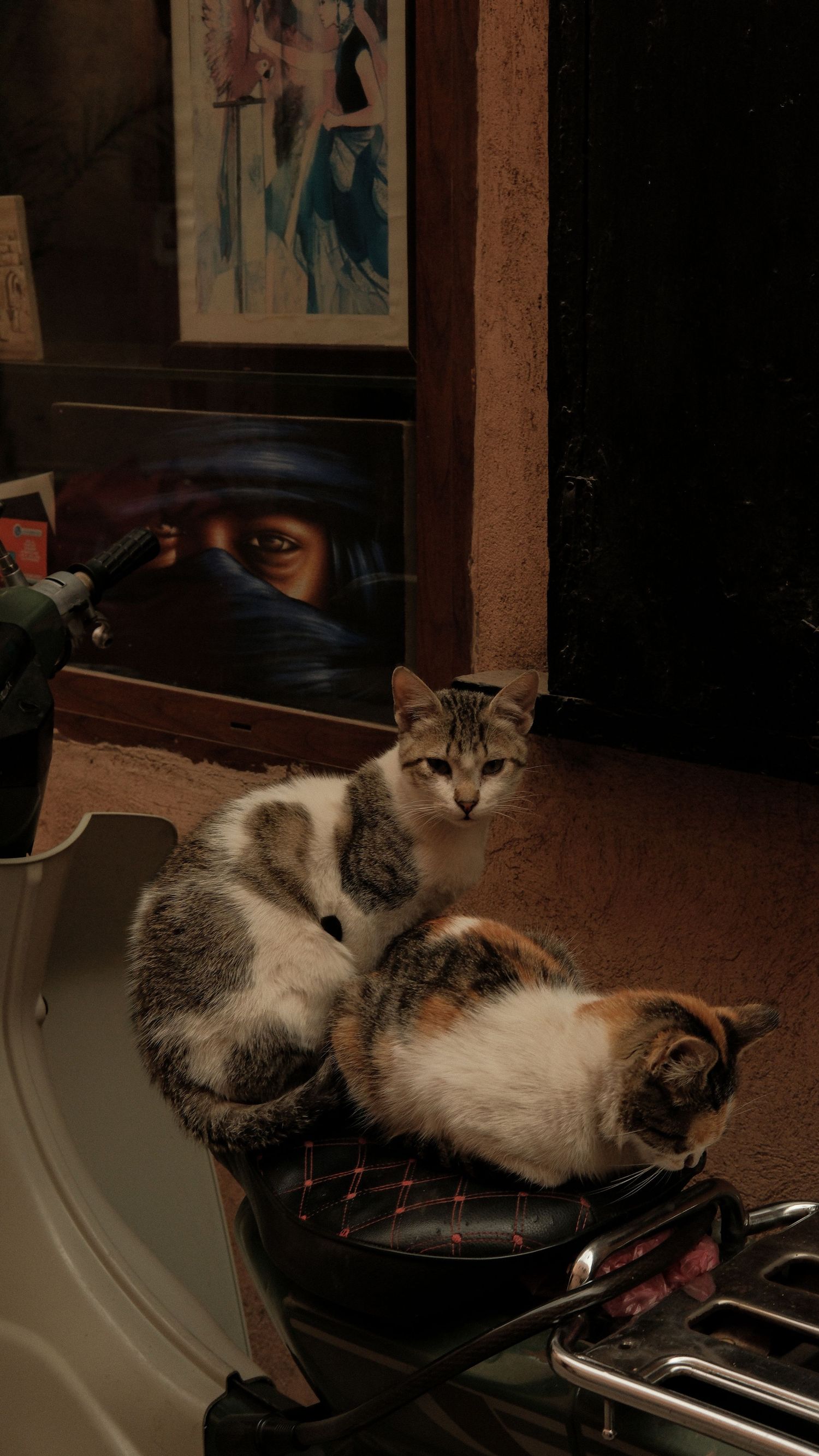 Two calico cats resting on a scooter seat near colorful artwork in a dimly lit room.