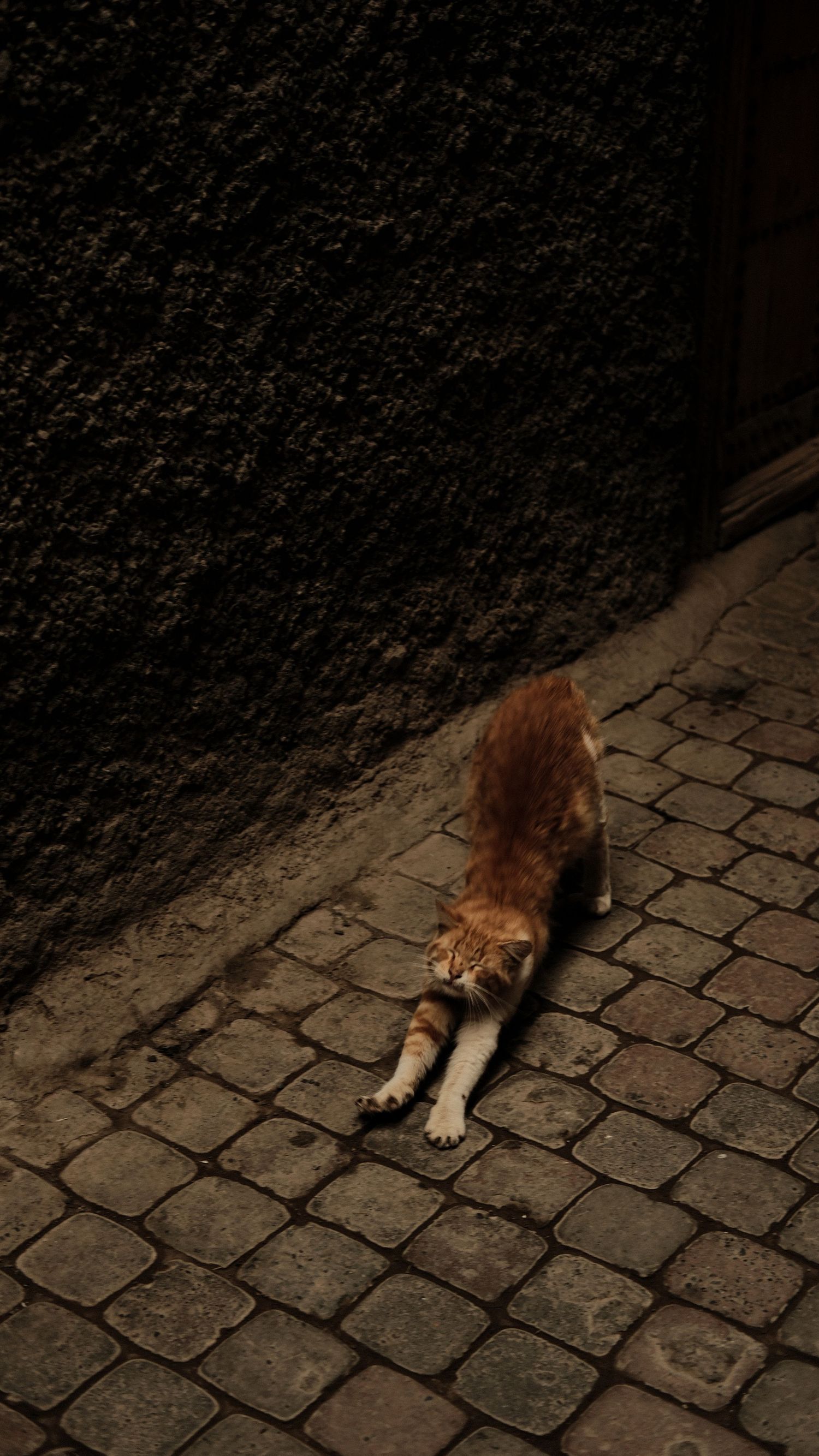An orange tabby cat stretching on cobblestone pavement beside a dark textured wall in dim lighting.