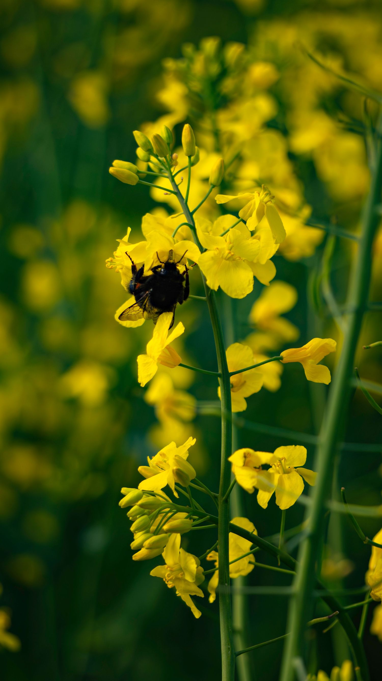 A bumblebee pollinating bright yellow rapeseed flowers in a lush green field on a sunny day.