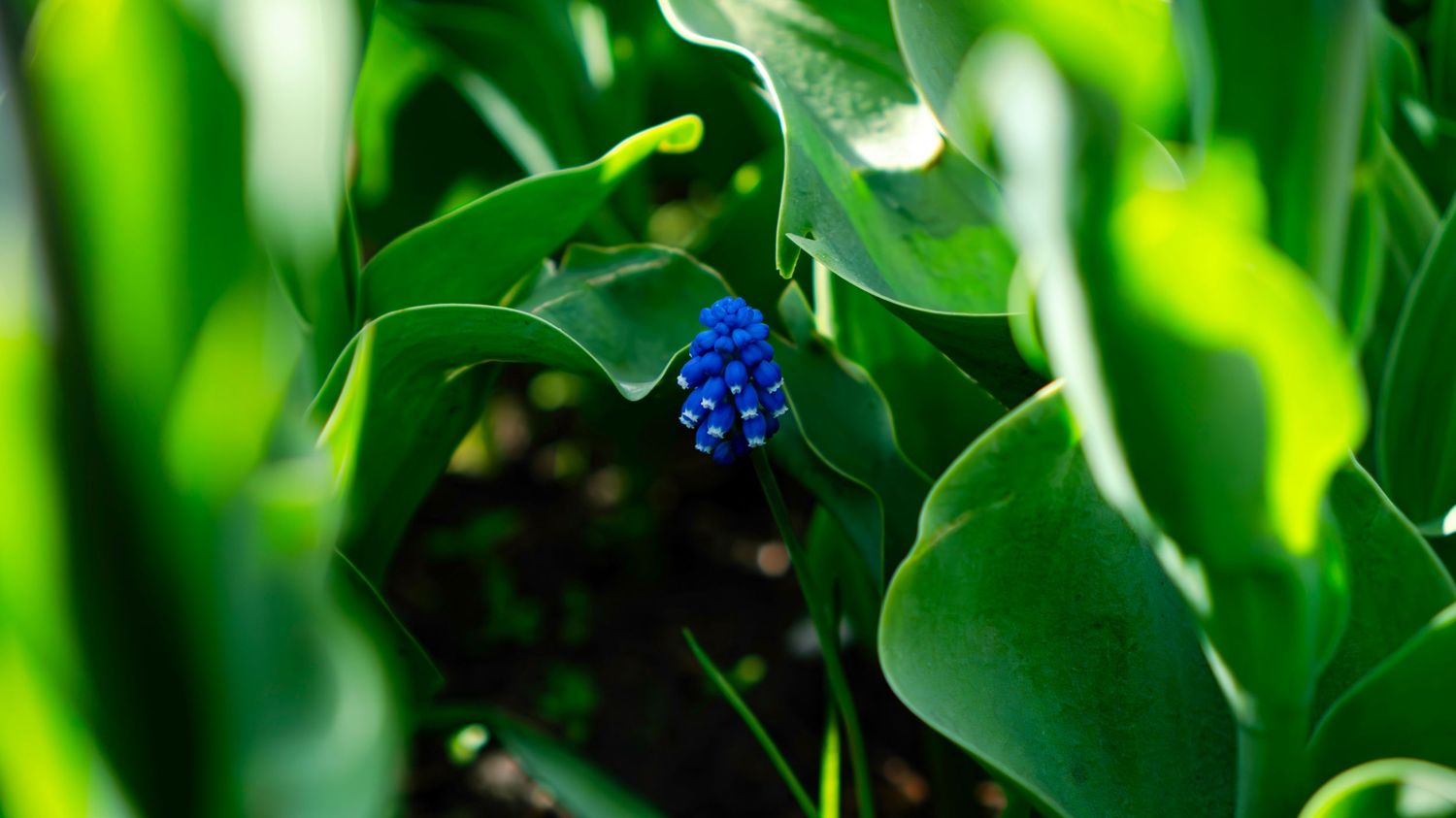 A vibrant blue grape hyacinth flower blooms among lush green leaves in a garden setting.