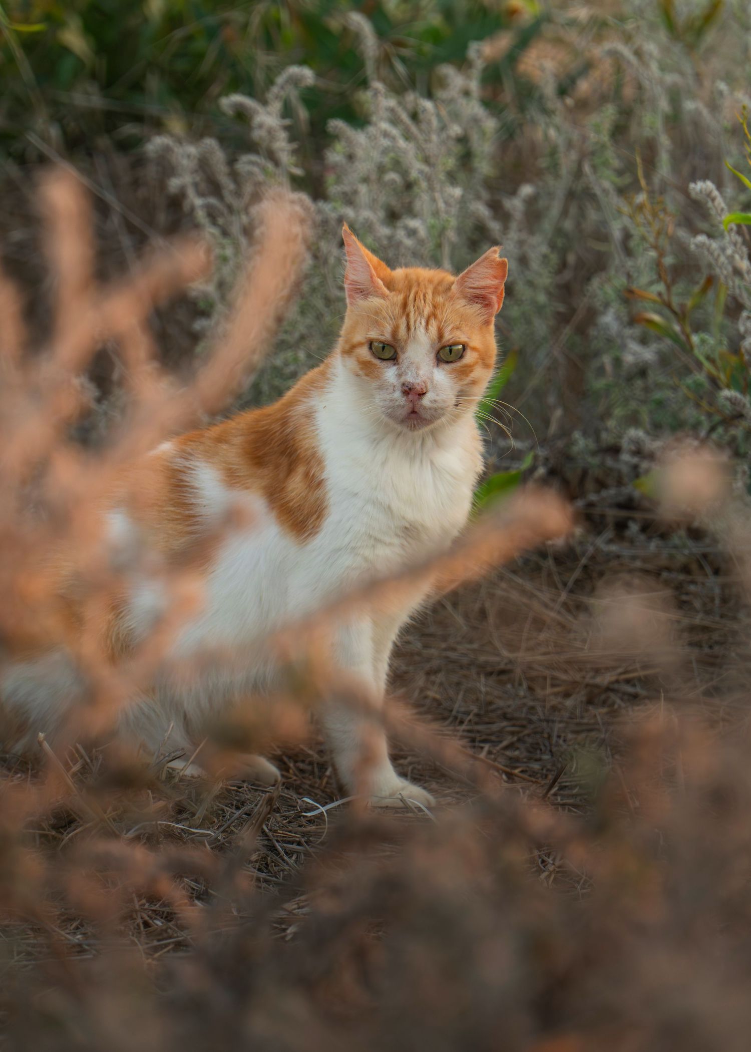 An orange and white cat stands alert among dry wildflowers and shrubs, gazing directly at the camera.