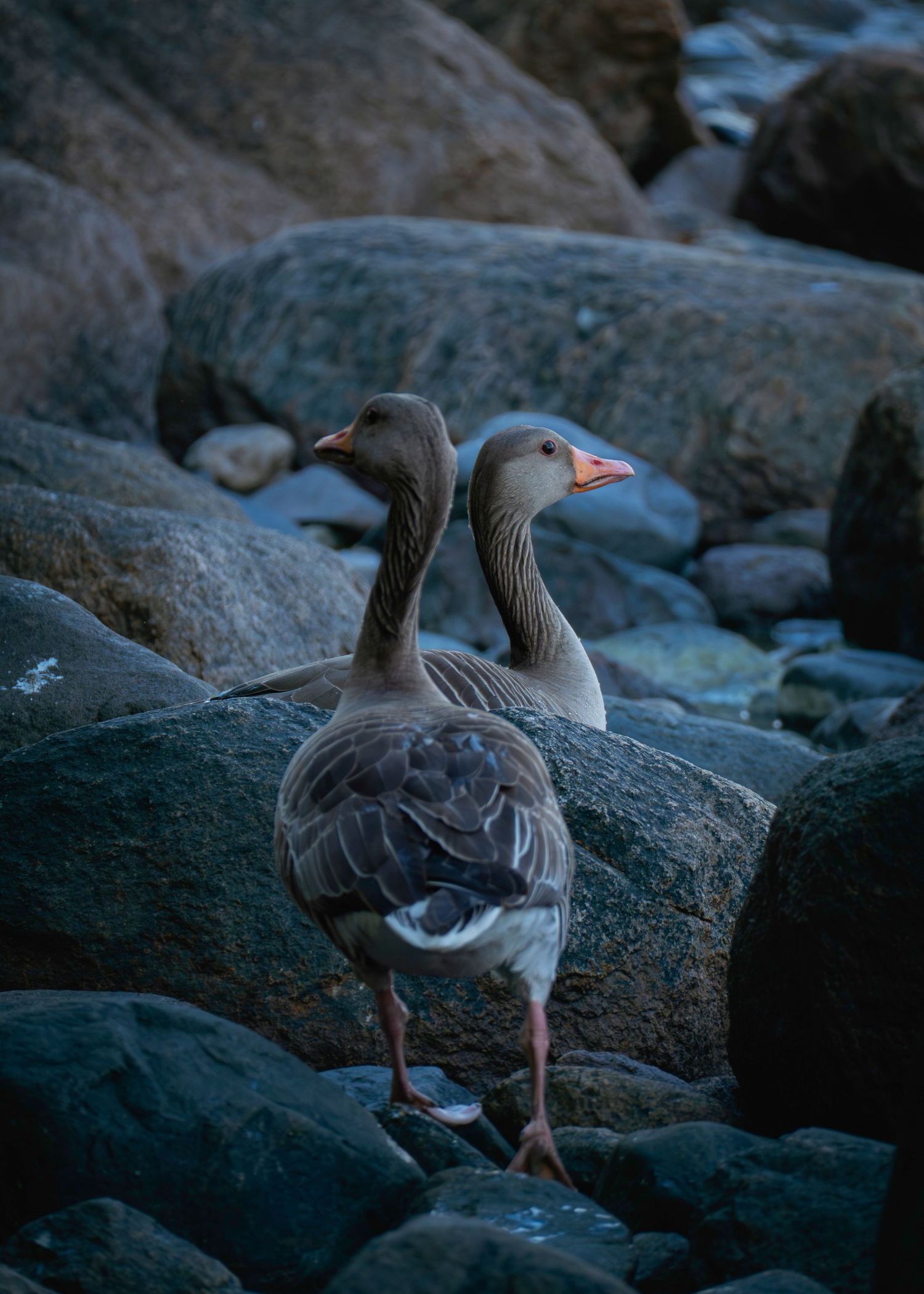 Two gray geese standing on rocky shoreline in dim light, facing the same direction with orange beaks visible.