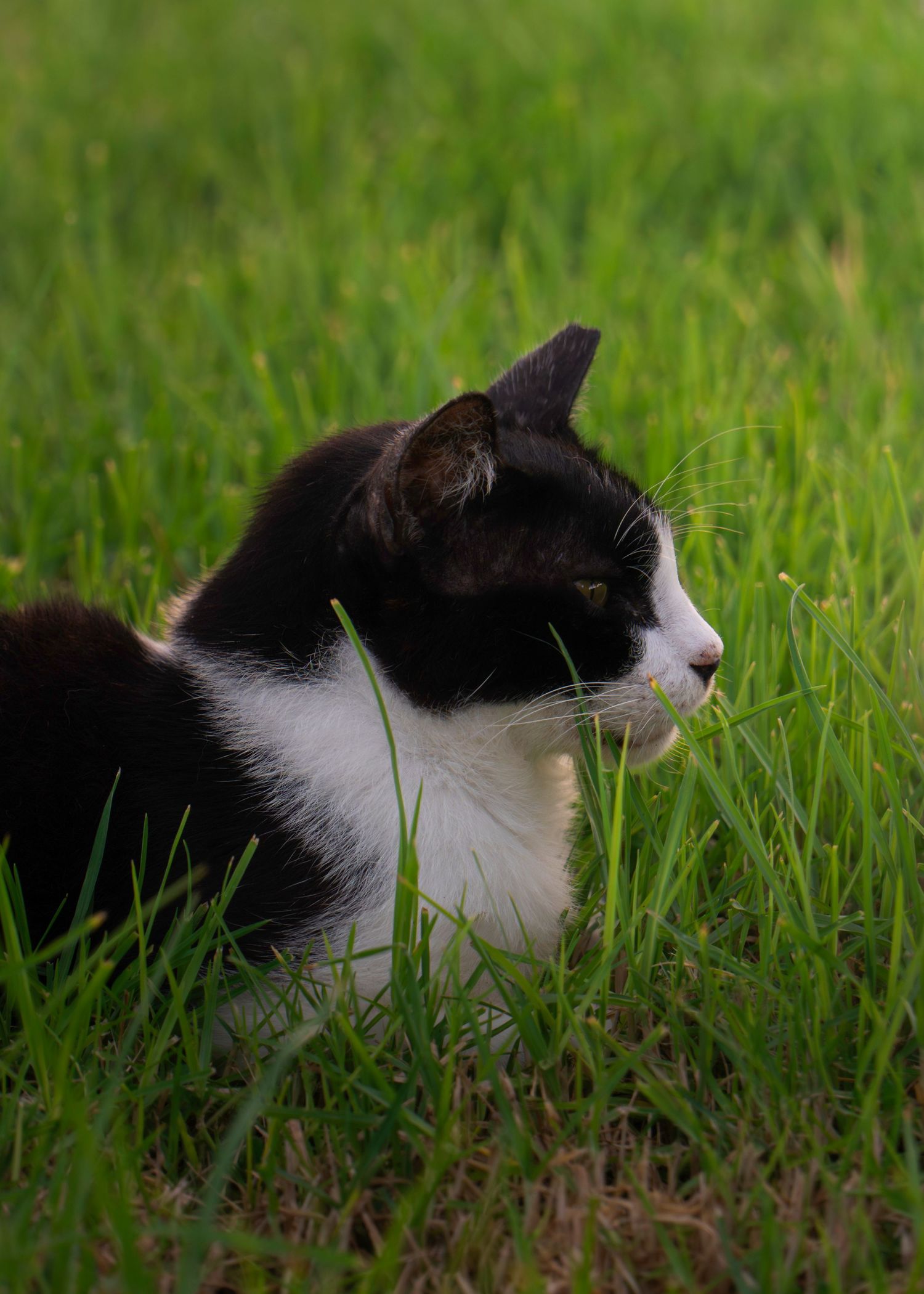 A black and white tuxedo cat sitting in lush green grass, gazing to the side in an outdoor setting.