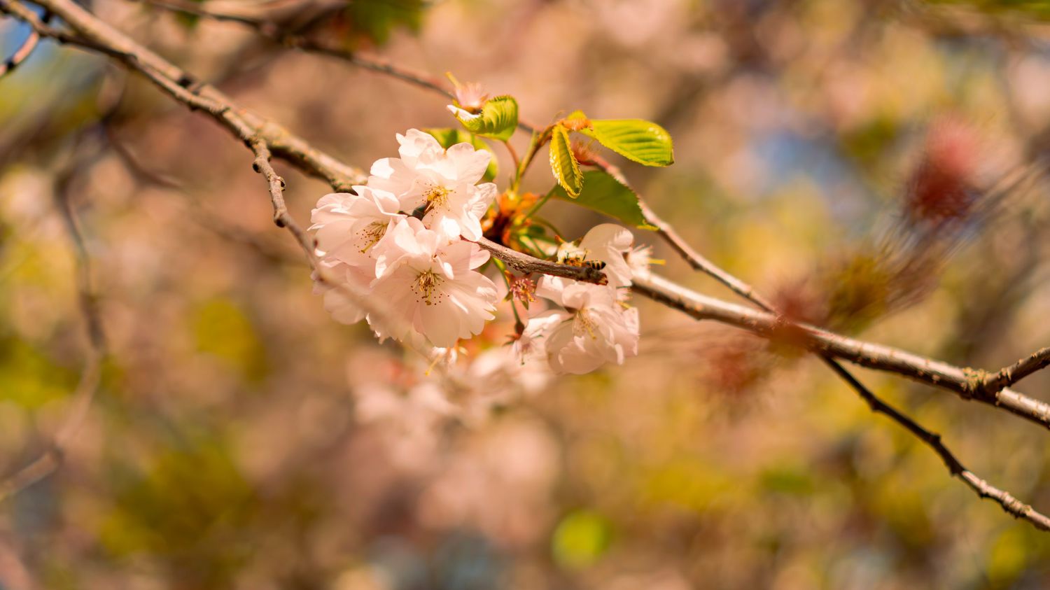 Close-up of delicate pale pink cherry blossom flowers on a branch with soft bokeh background.