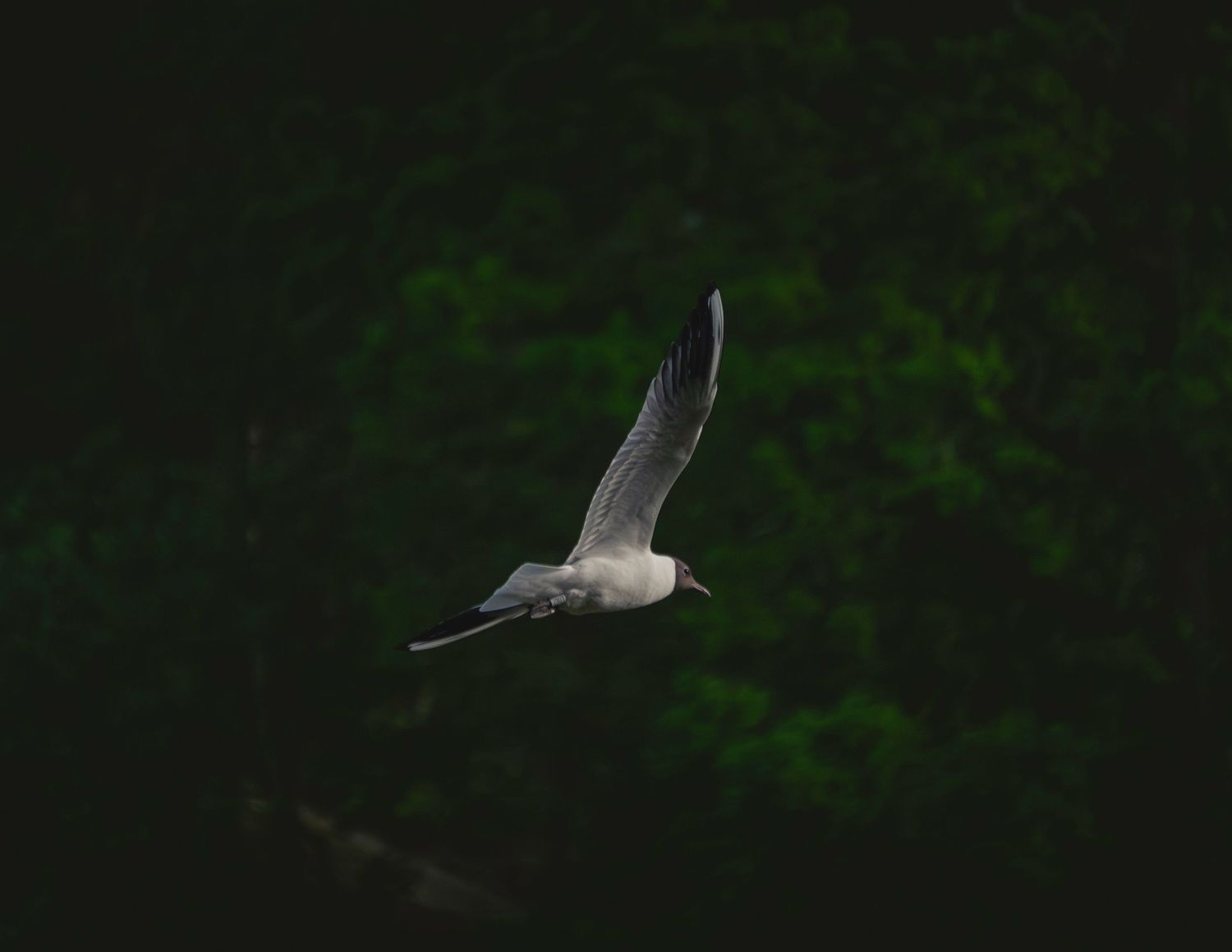 A seagull soaring gracefully in flight against a dark green forest background.