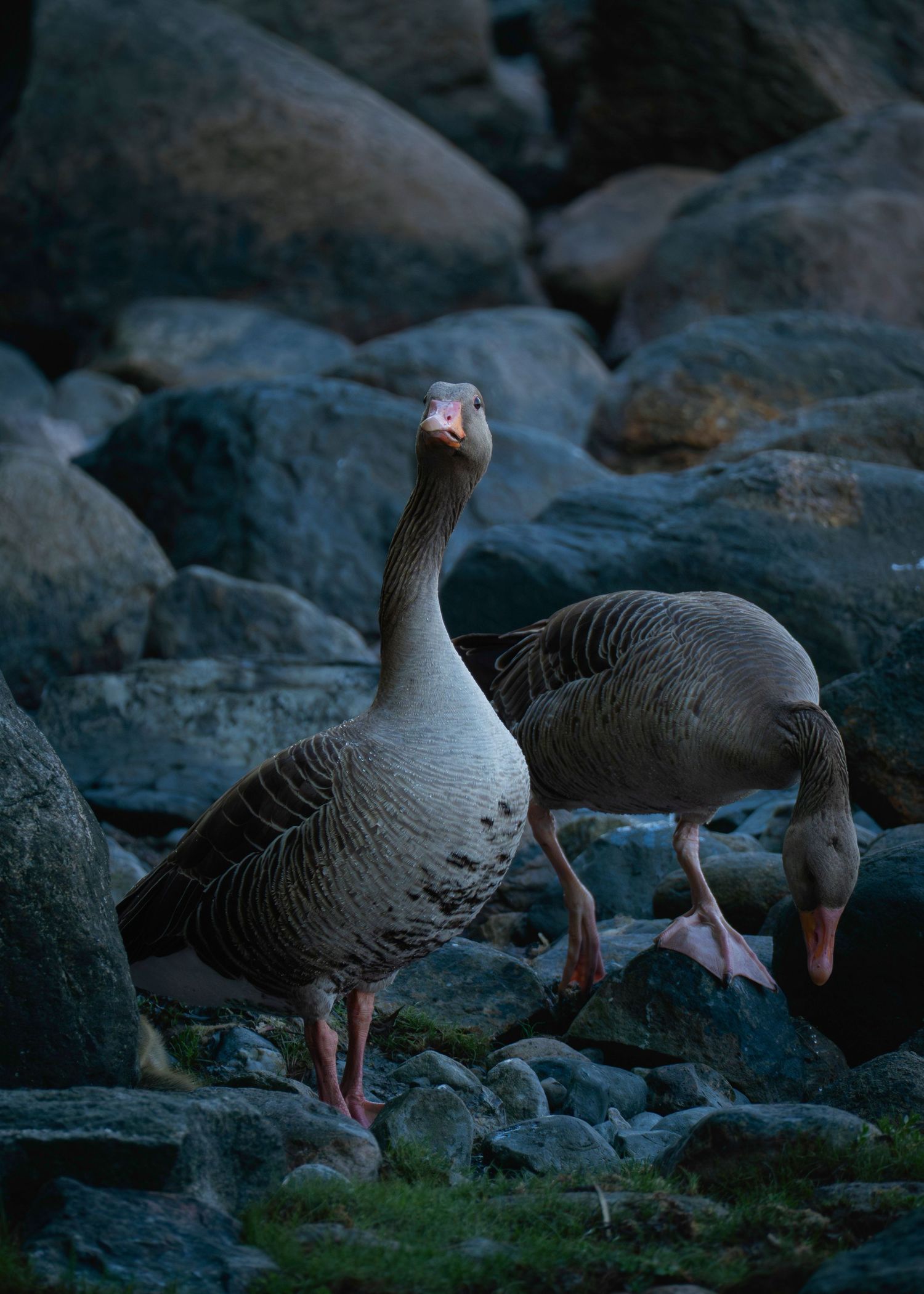 Two greylag geese foraging among dark rocky terrain, one standing alert while the other pecks at the ground.