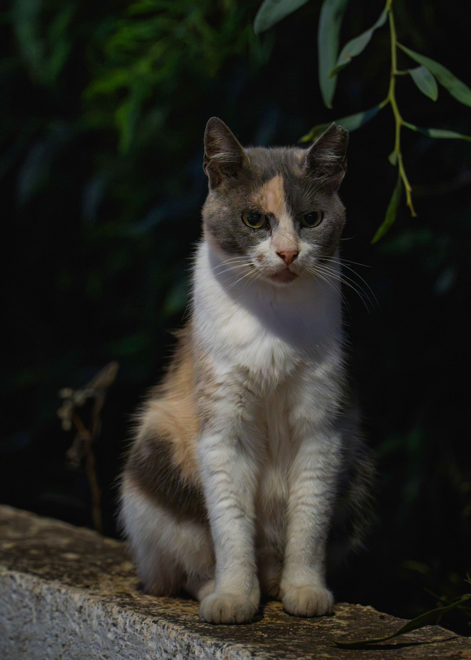 A calico cat with white, gray, and orange fur sits on a stone ledge surrounded by lush green foliage.
