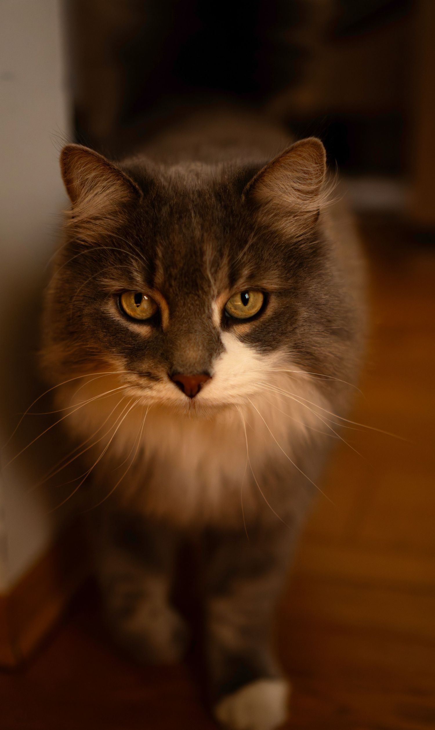 Fluffy gray and white cat with golden eyes looking directly at camera.