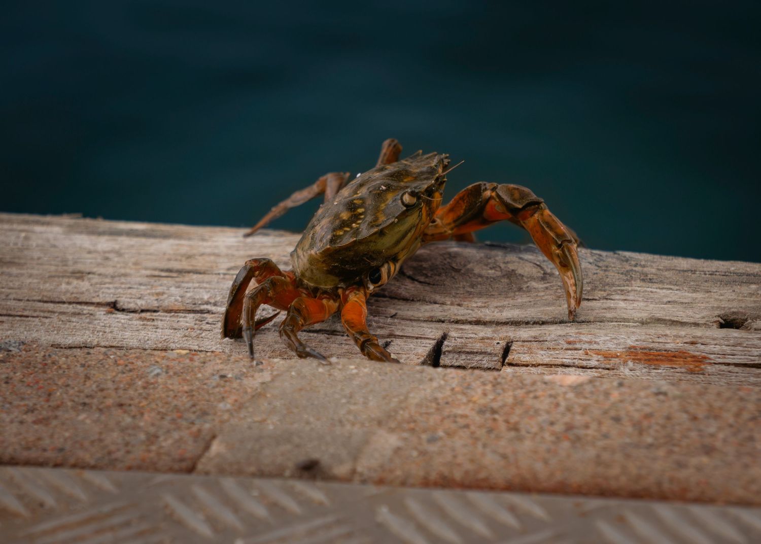 Close-up of a colorful crab with orange claws resting on weathered wooden planks near water.