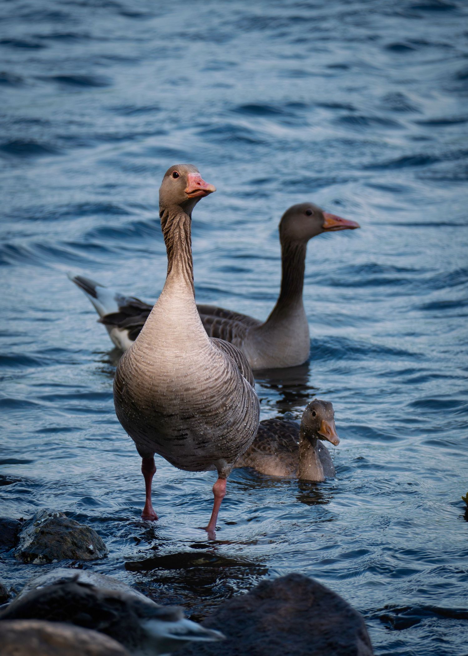 Two greylag geese standing at the rocky shoreline of a blue lake with a gosling nearby.